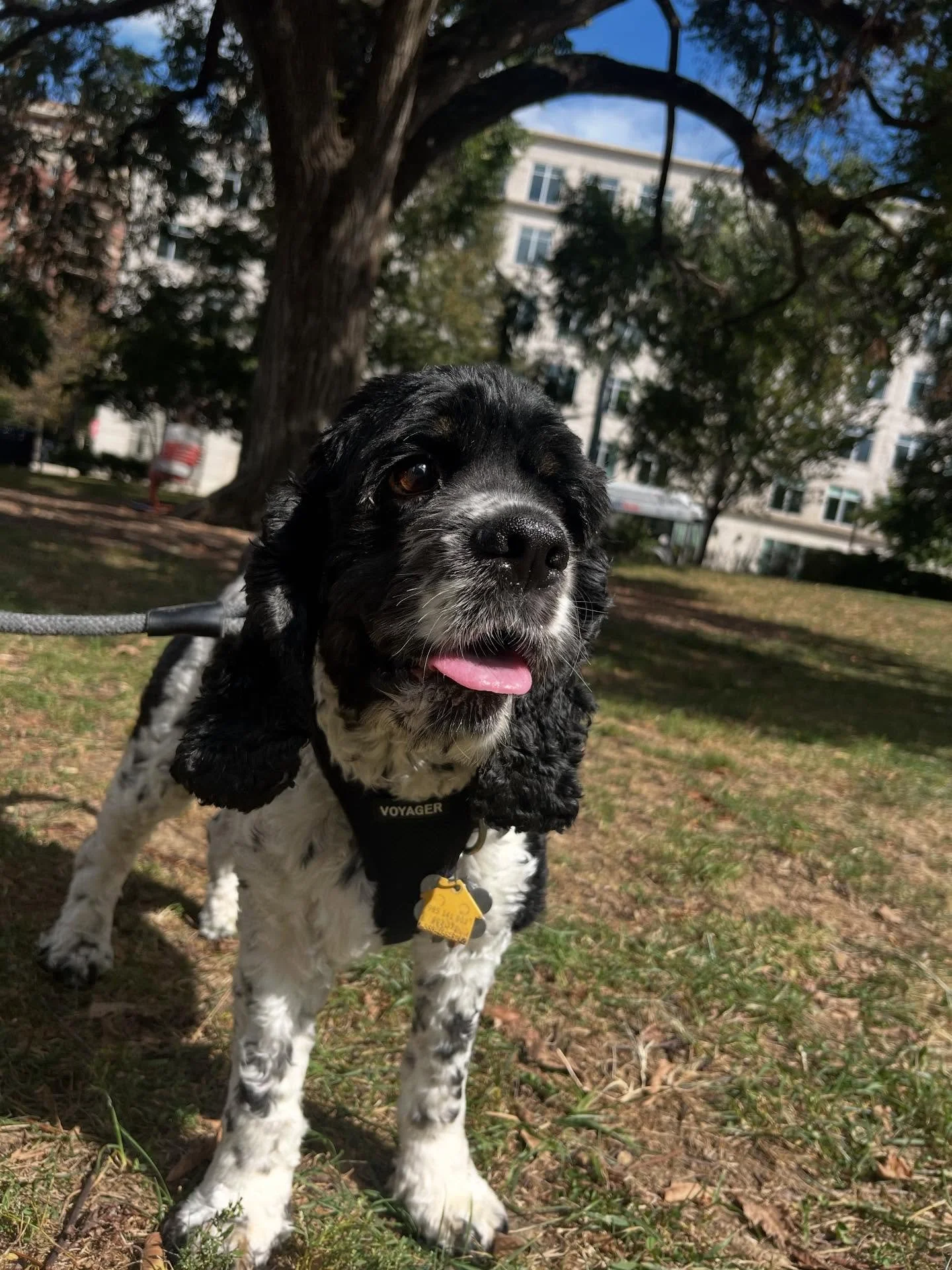 Winston 2025 highlights #dogoftheday