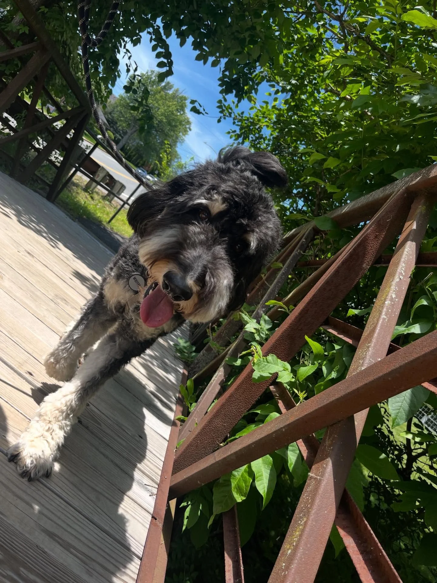 Whiskey 2025 highlights #dogoftheday