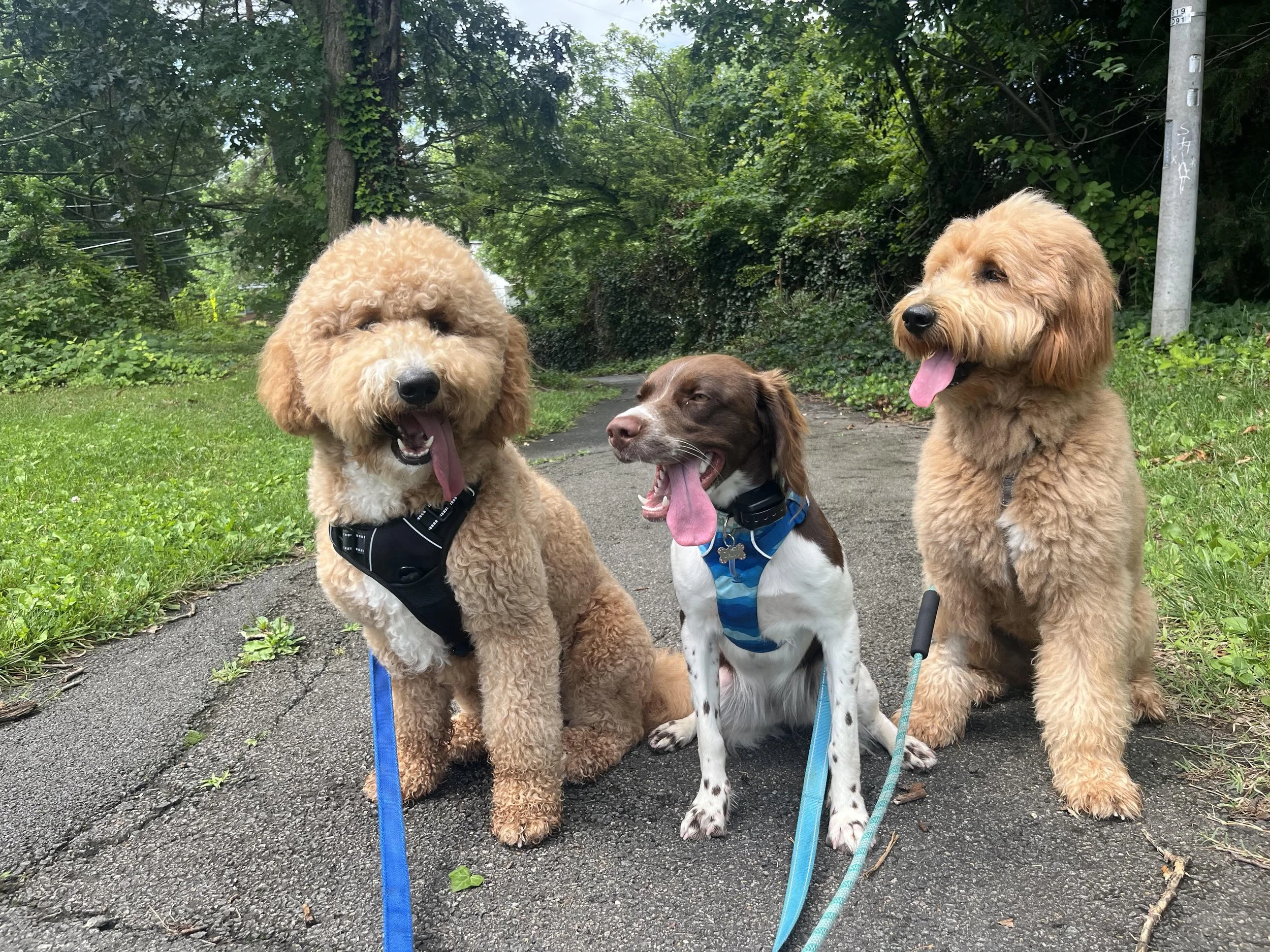 Arlington Dog Walking, Golden Doodles and Brittany