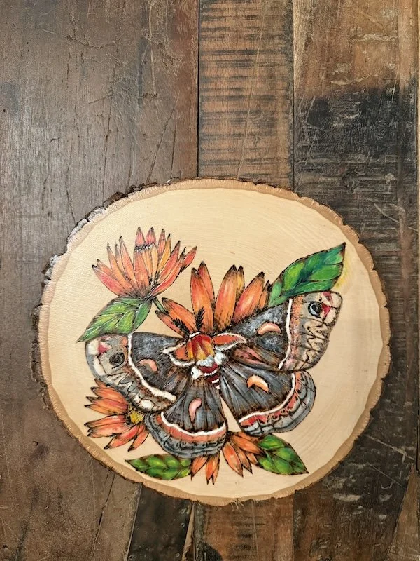 Cecropia Moth.jpg