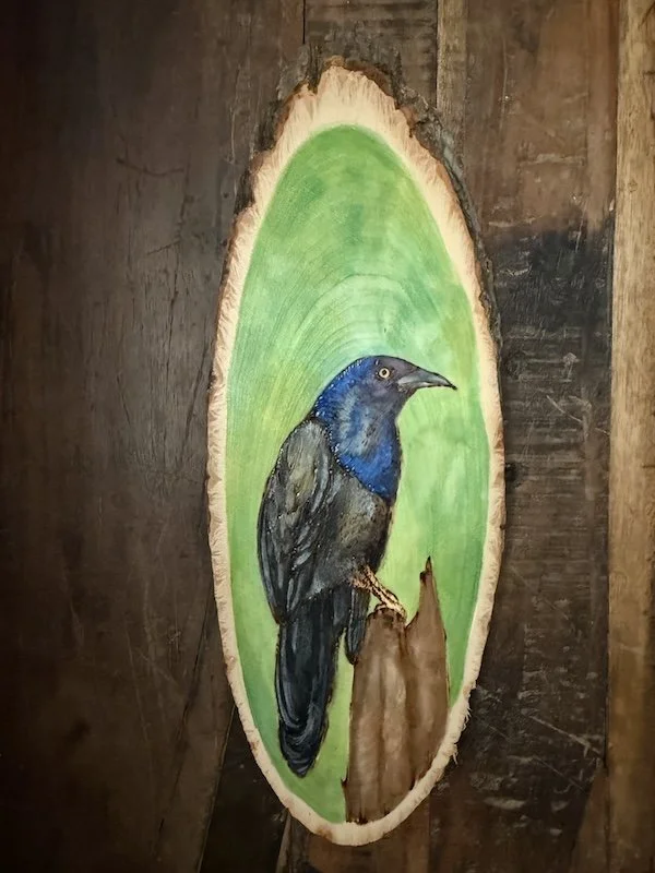 Grackle.jpg
