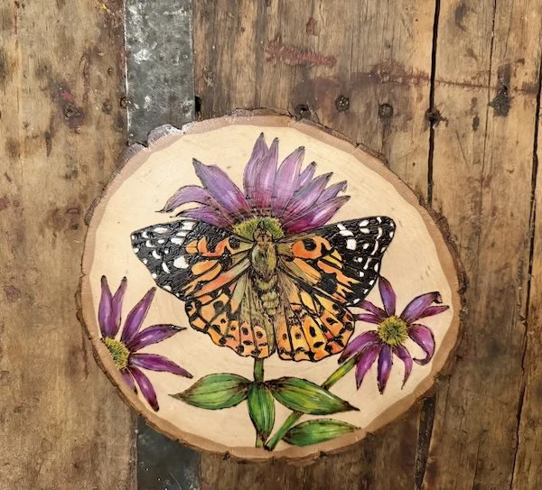 Painted Lady Butterfly & Echinacea.jpg