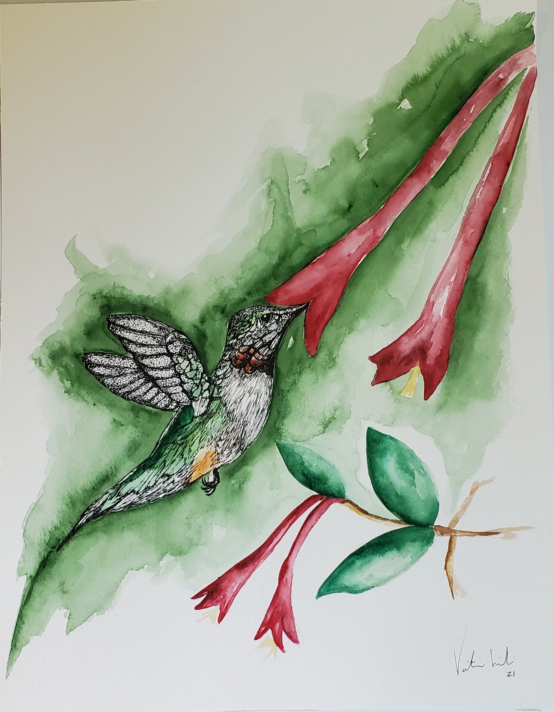 Ruby Throated Hummingbird 13x17 Watercolor and Pen and Ink on Watercolor paper