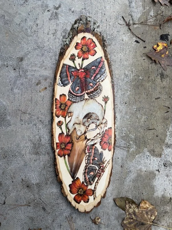 Bird Skull and Cecropia moth.jpg