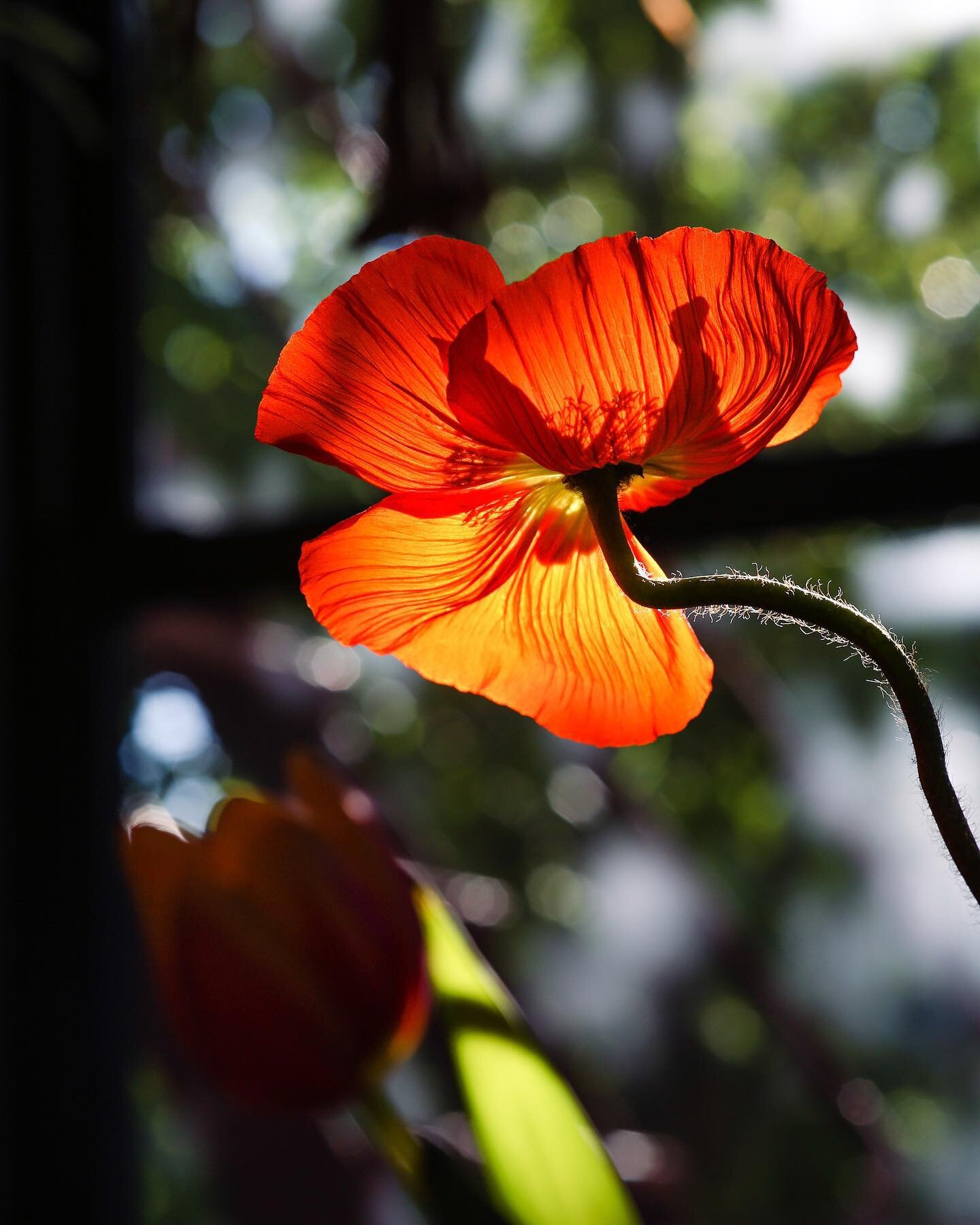 This poppy begged me to take its picture