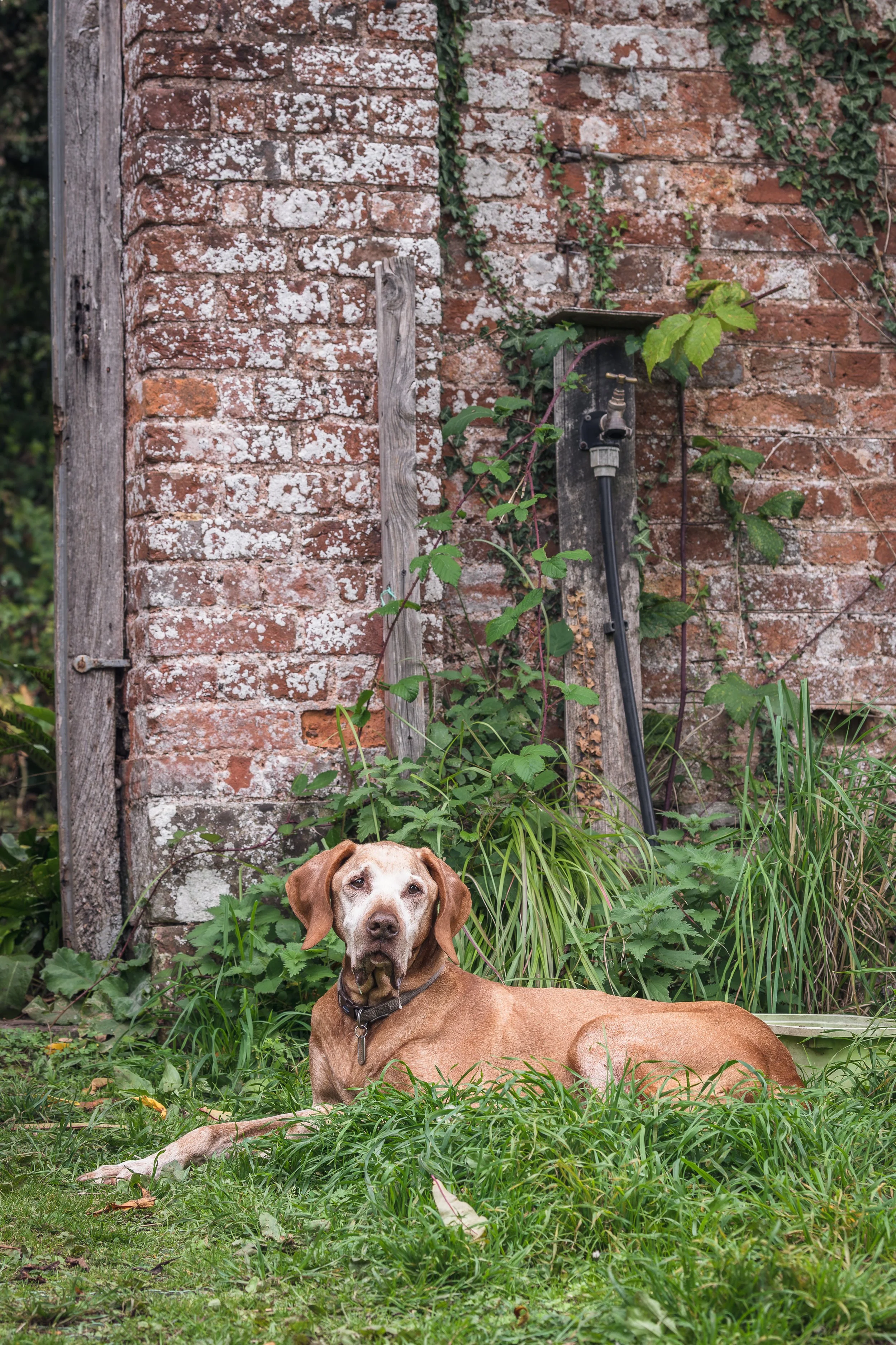 Russ - the gardener's best friend