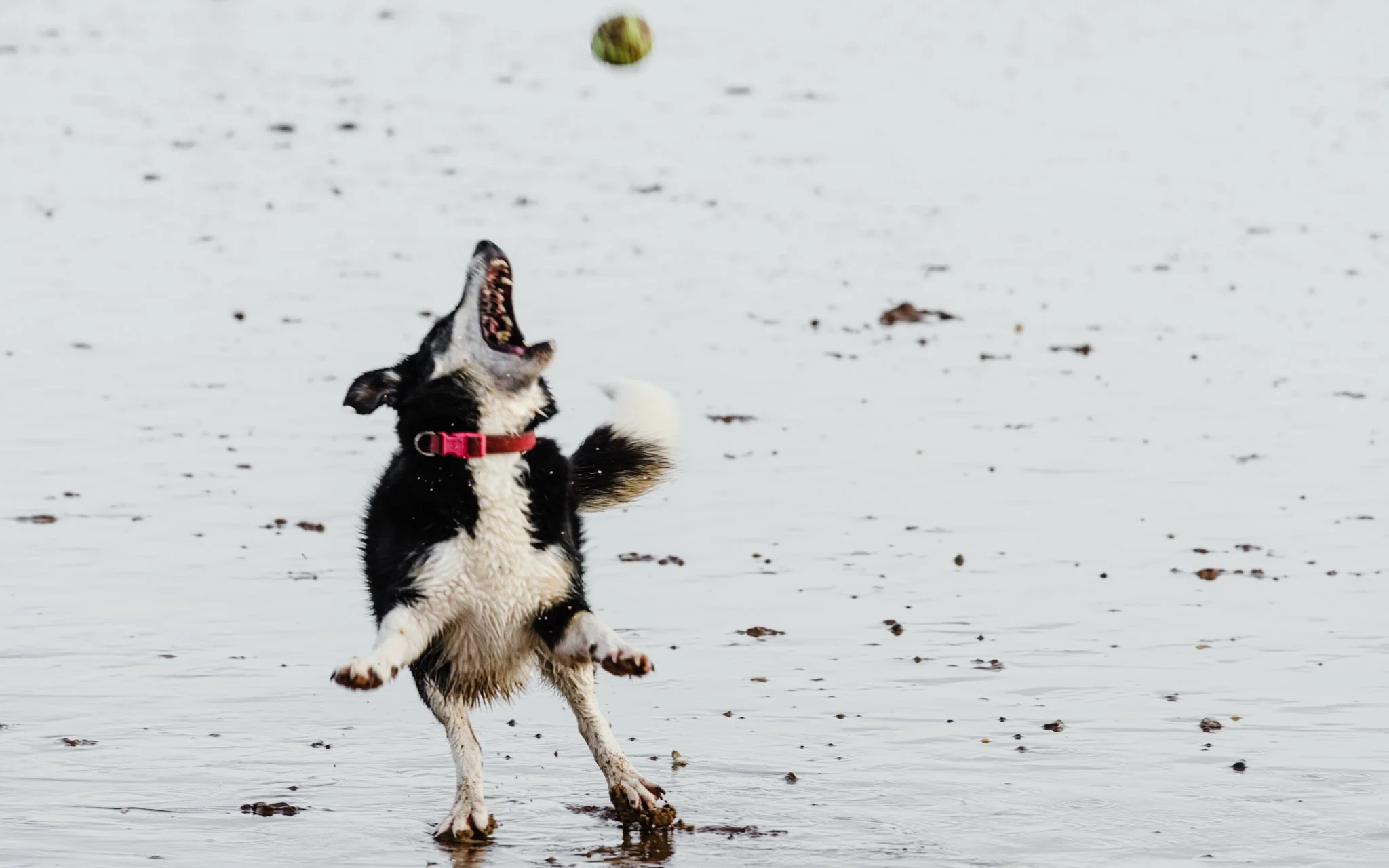 Dogs-4.jpg