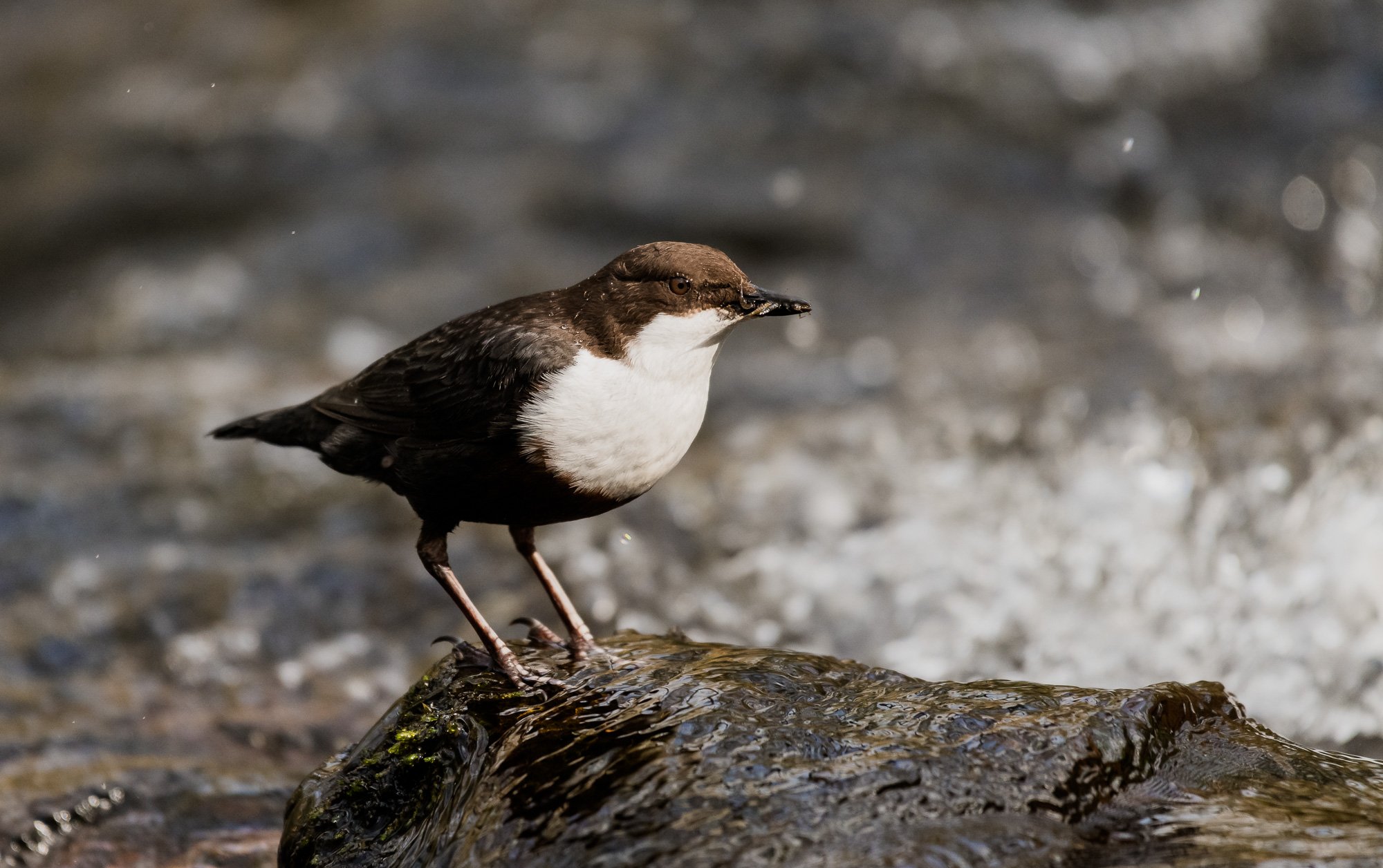Dipper-8.jpg