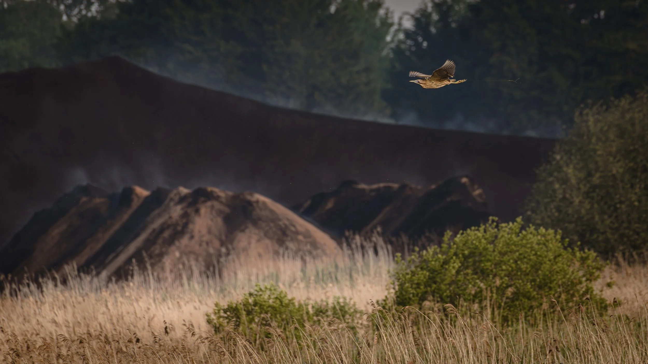 Hanging on by a thread. A bittern flies past a peat extraction spoil heap, Somerset, 2025
