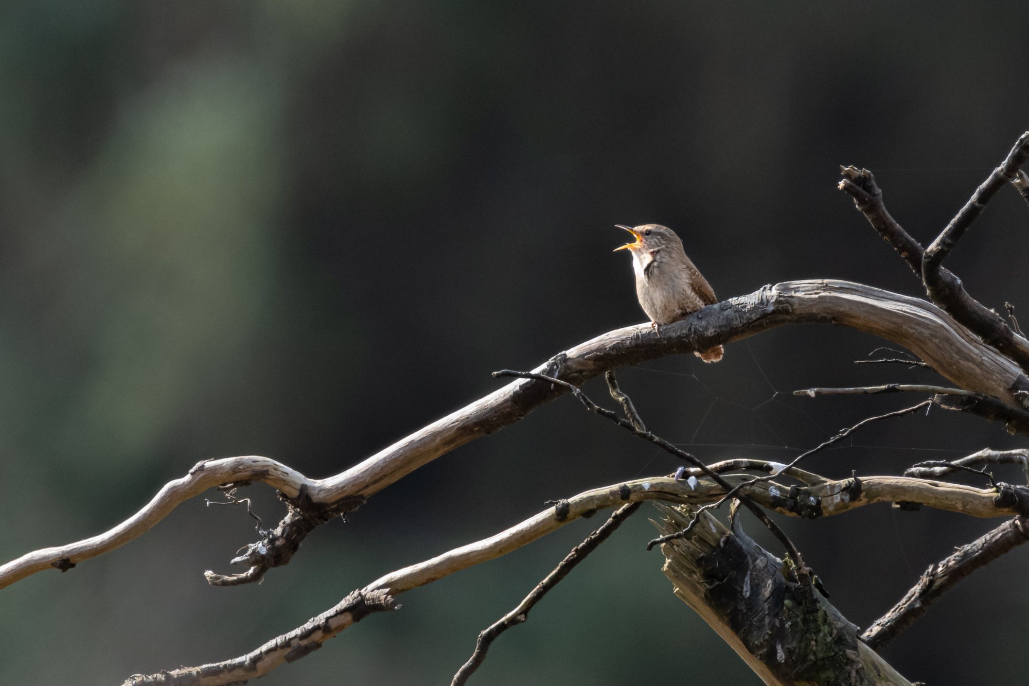The wren's song-1.jpg