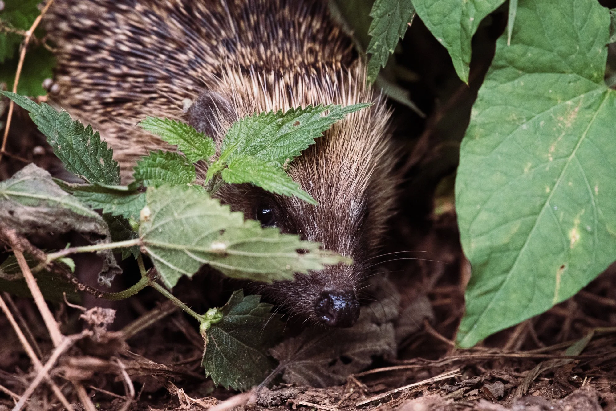 Hedgehog-1.jpg