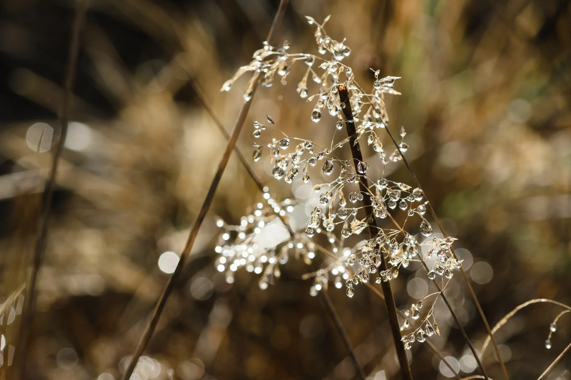 Late November winter light-10.jpg