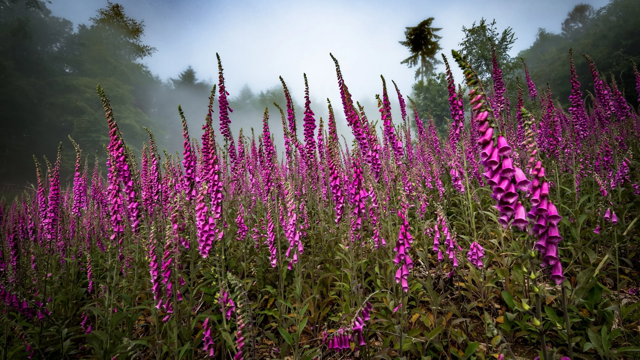  Foxglove valley-3.jpg