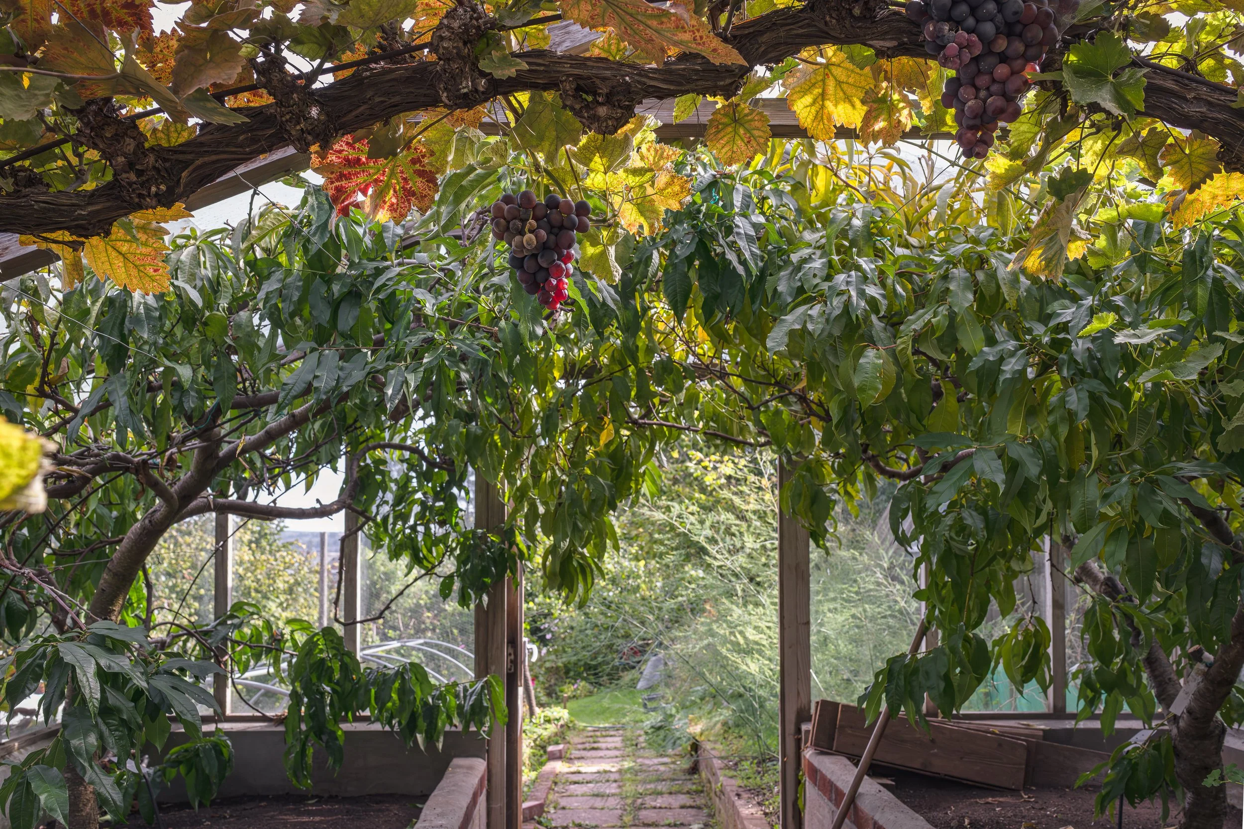 Cliff snf his garden-8.jpg