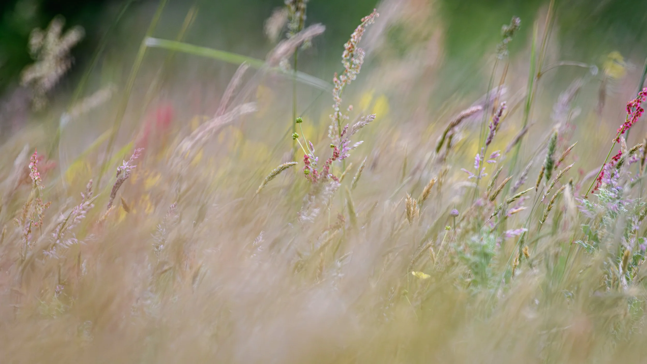 The wild meadow, rewilding Embercombe, Devon, 2025