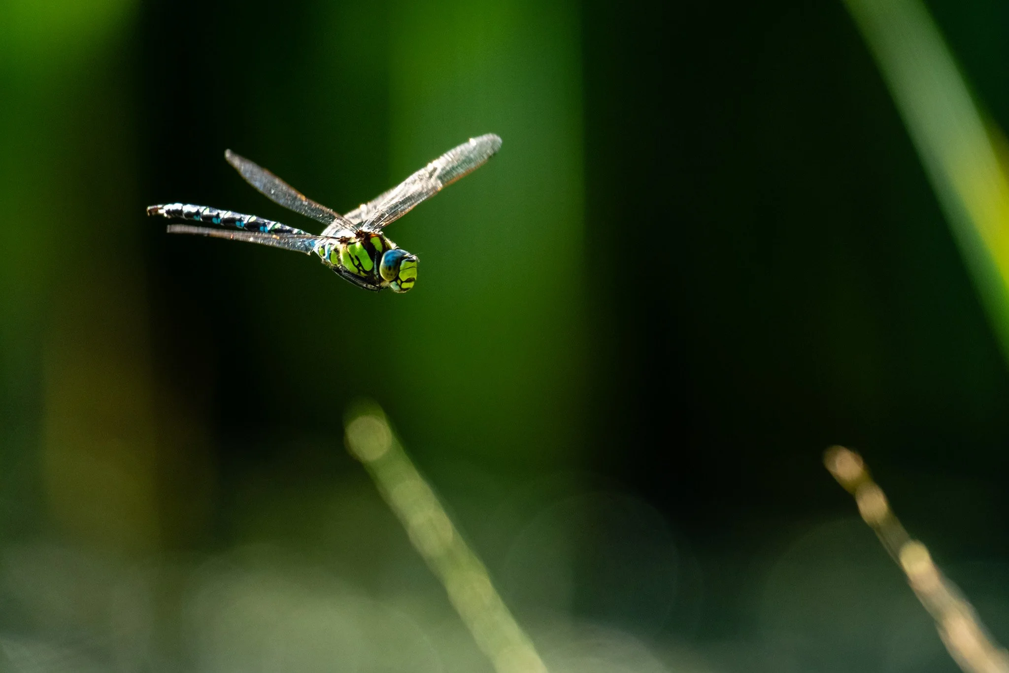 Southern Hawker dragonfly on the wing.jpg