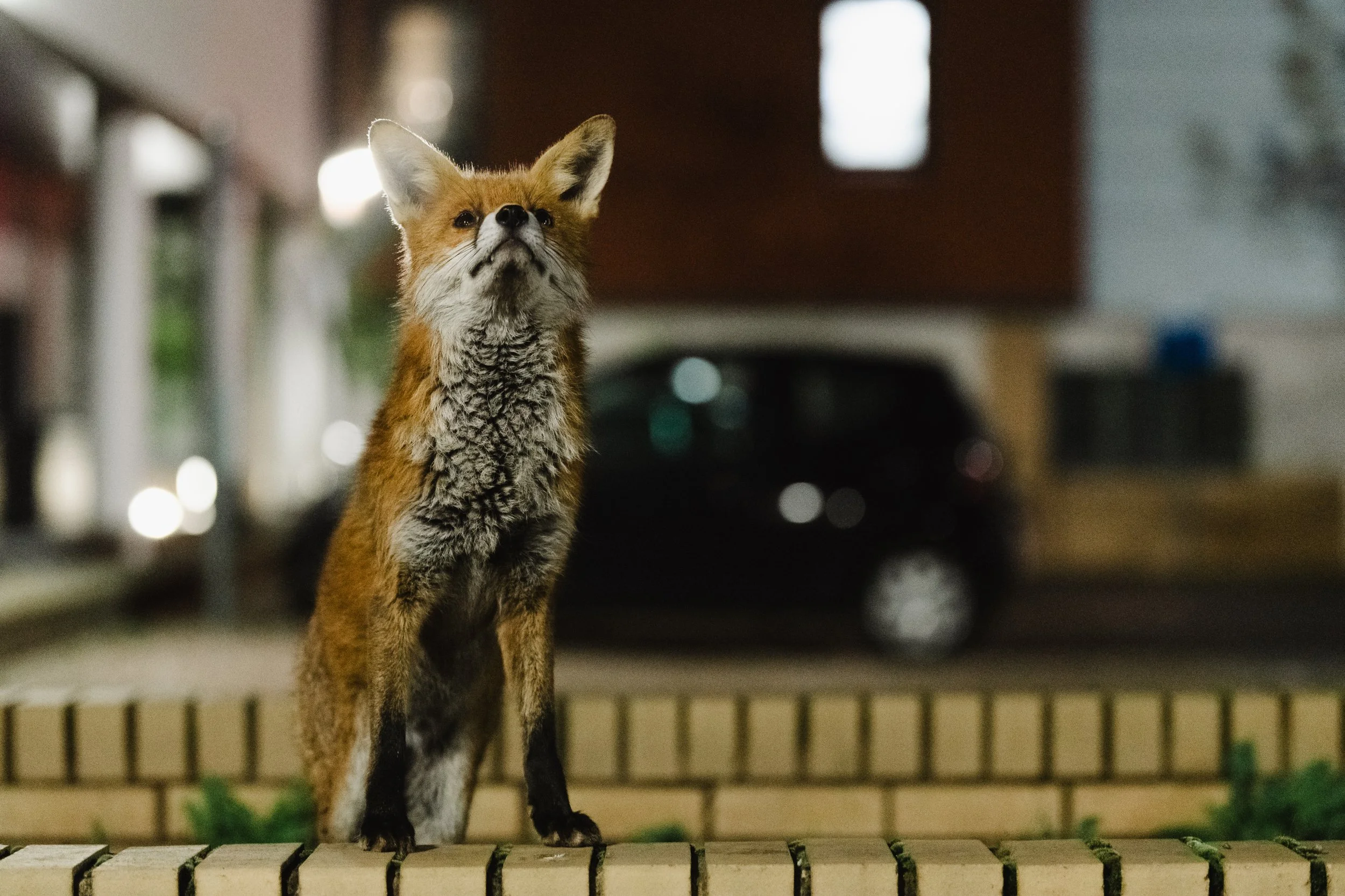 One of the team. Hospital fox, 2021