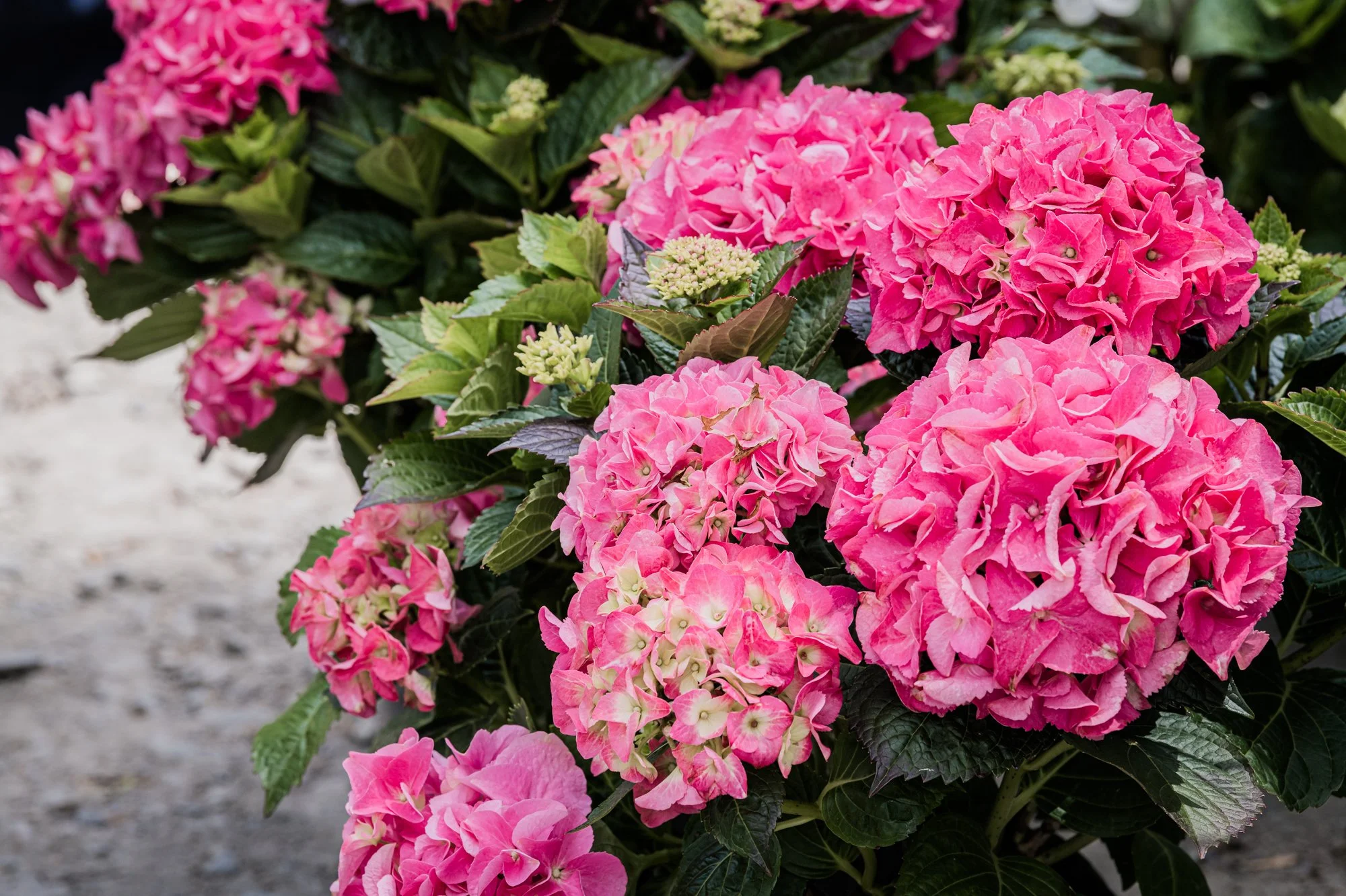 Garden palnts-6.jpg