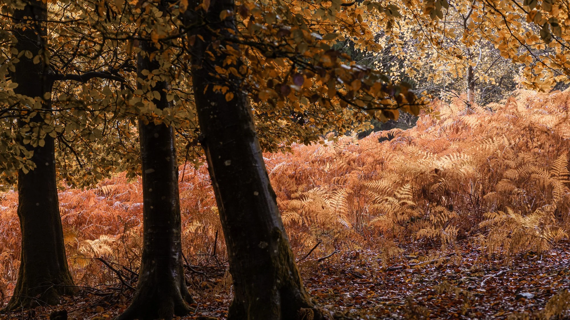 Teign Valley woods in the autumn-6.jpg