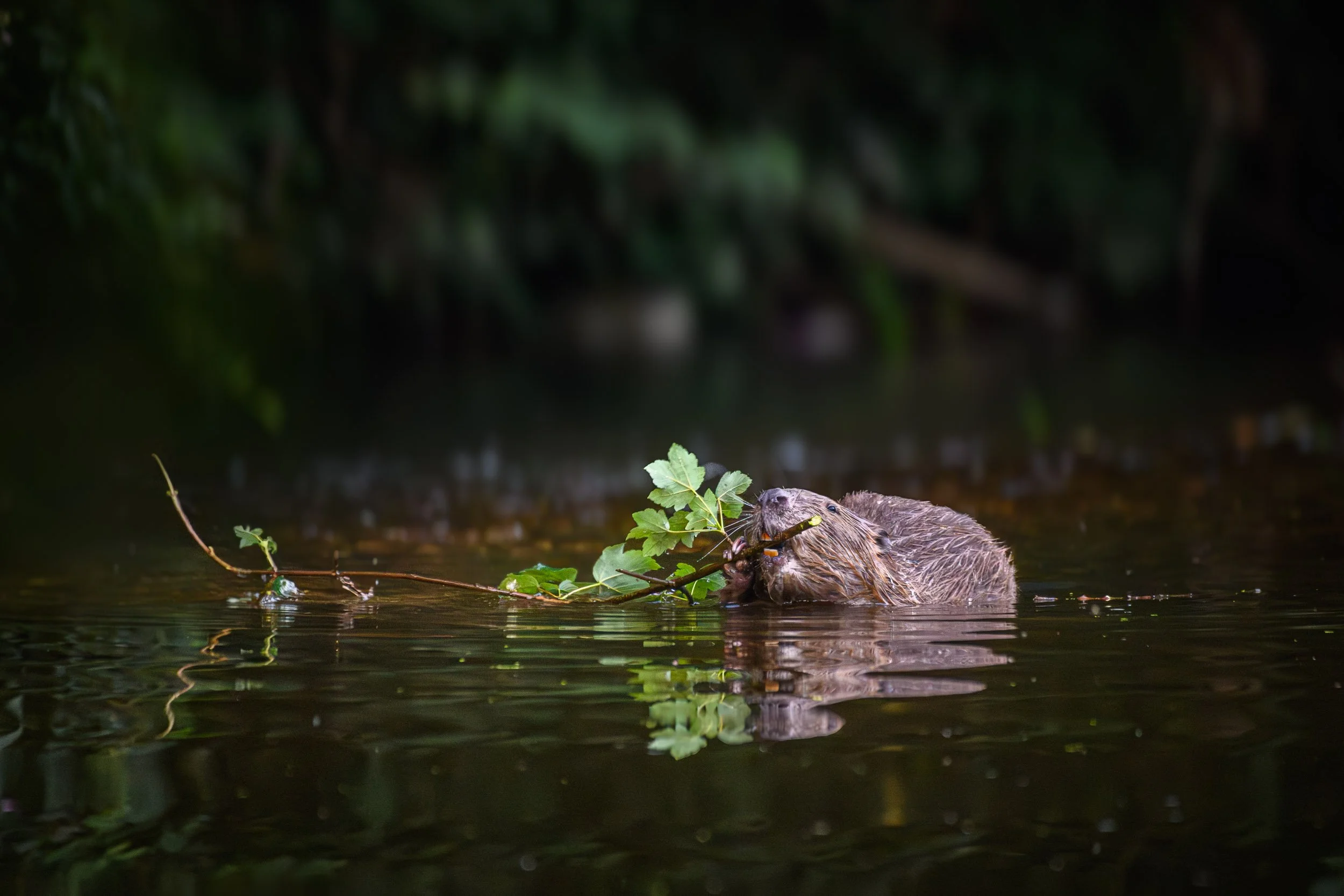 Gathering in supplies. Wild beaver, River Otter, Devon, 2025