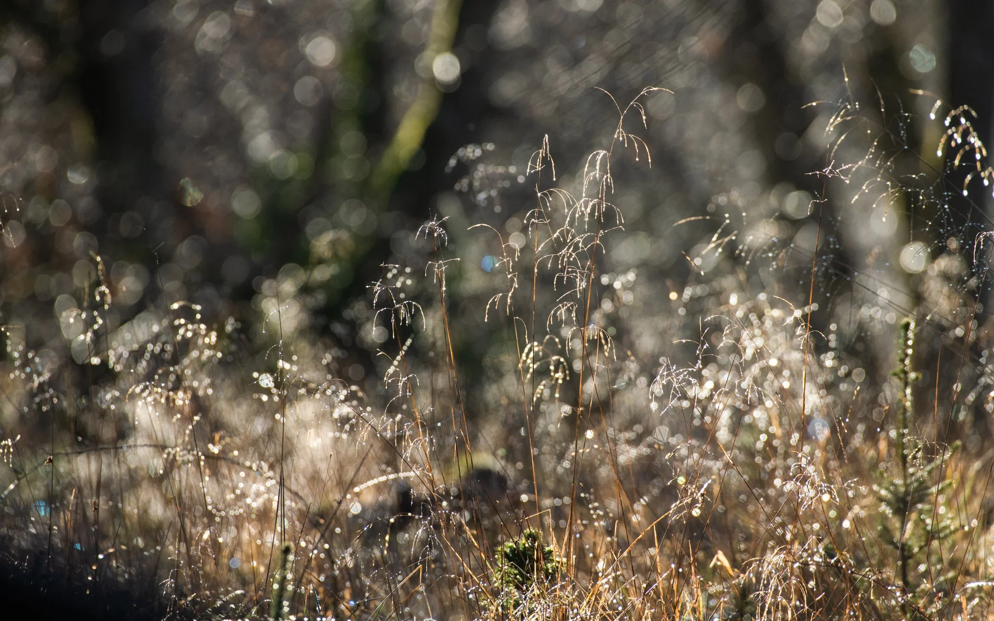 Grasses in the sunlight-2.jpg