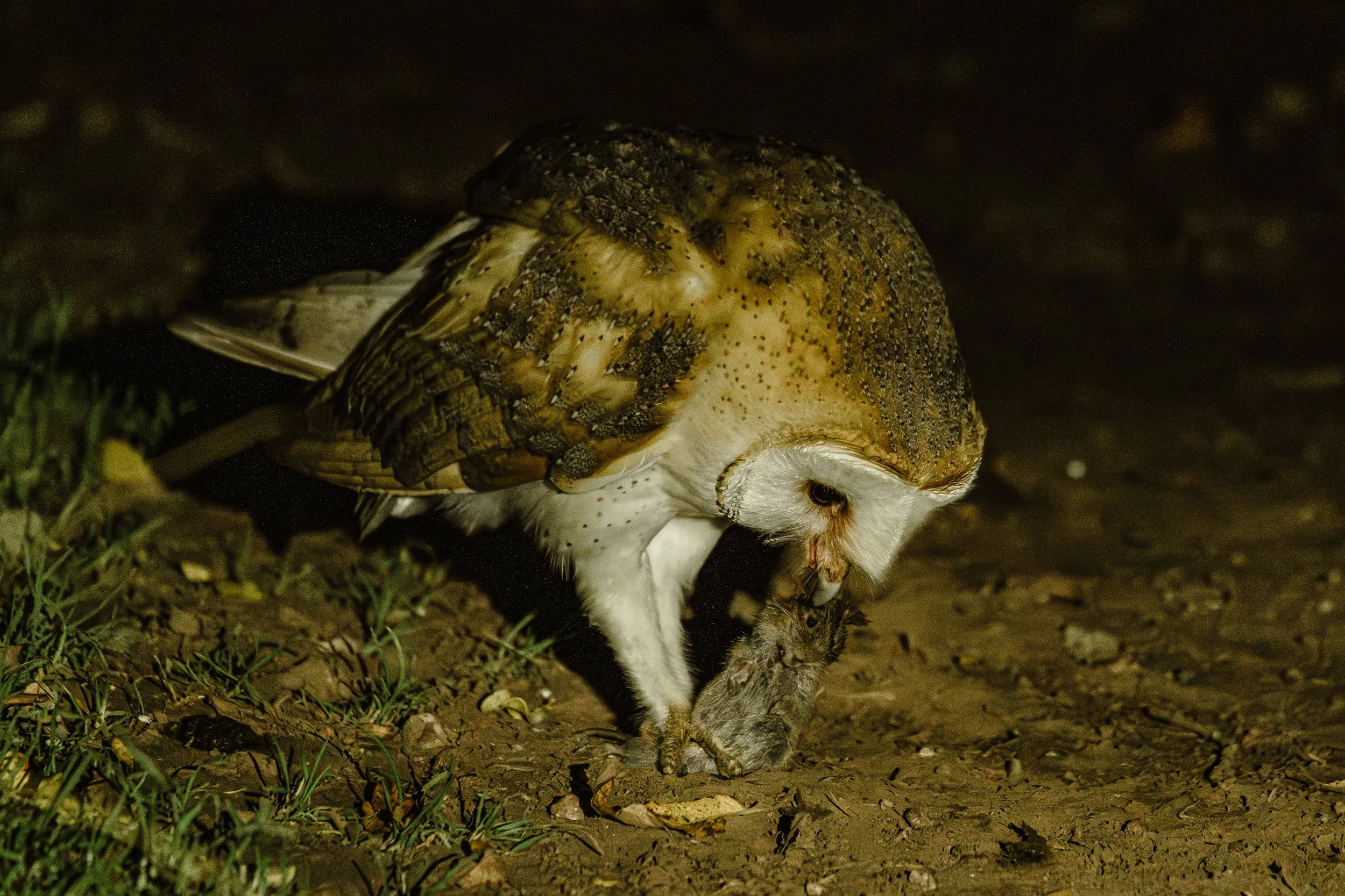 The barn owl and the vole (poor vole), 2025