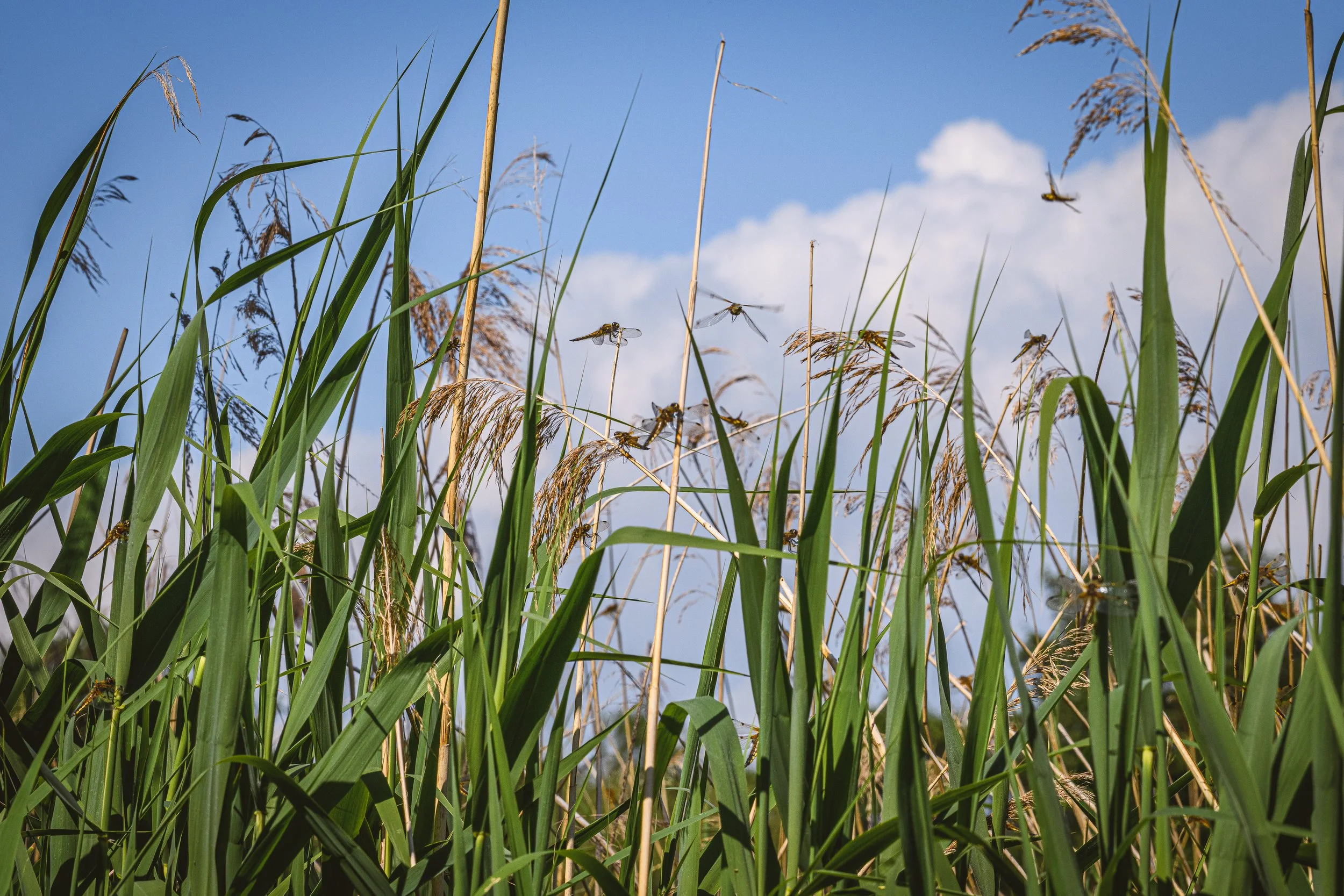 Dragonfly summer, 2025