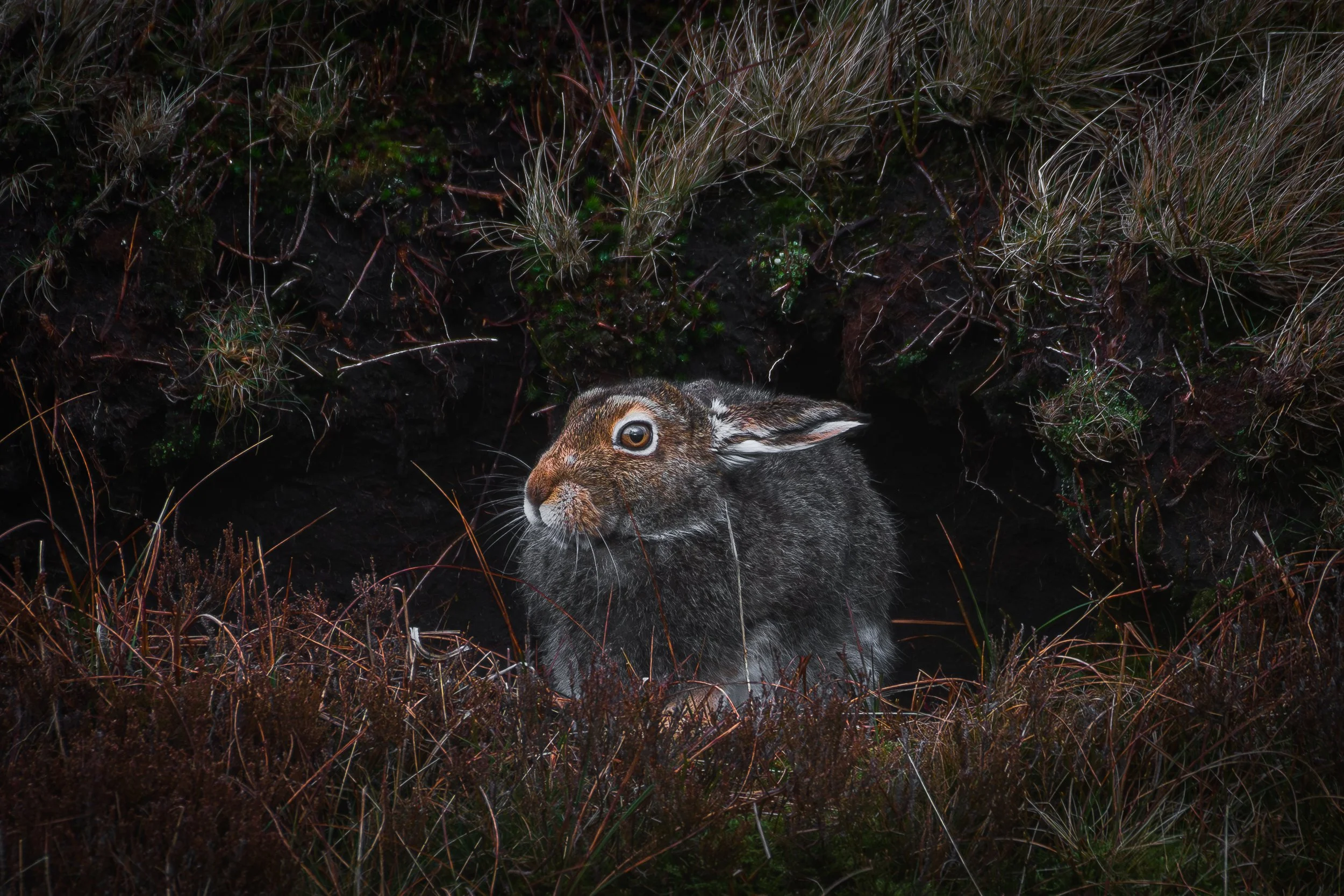 Mountain hare, 2024