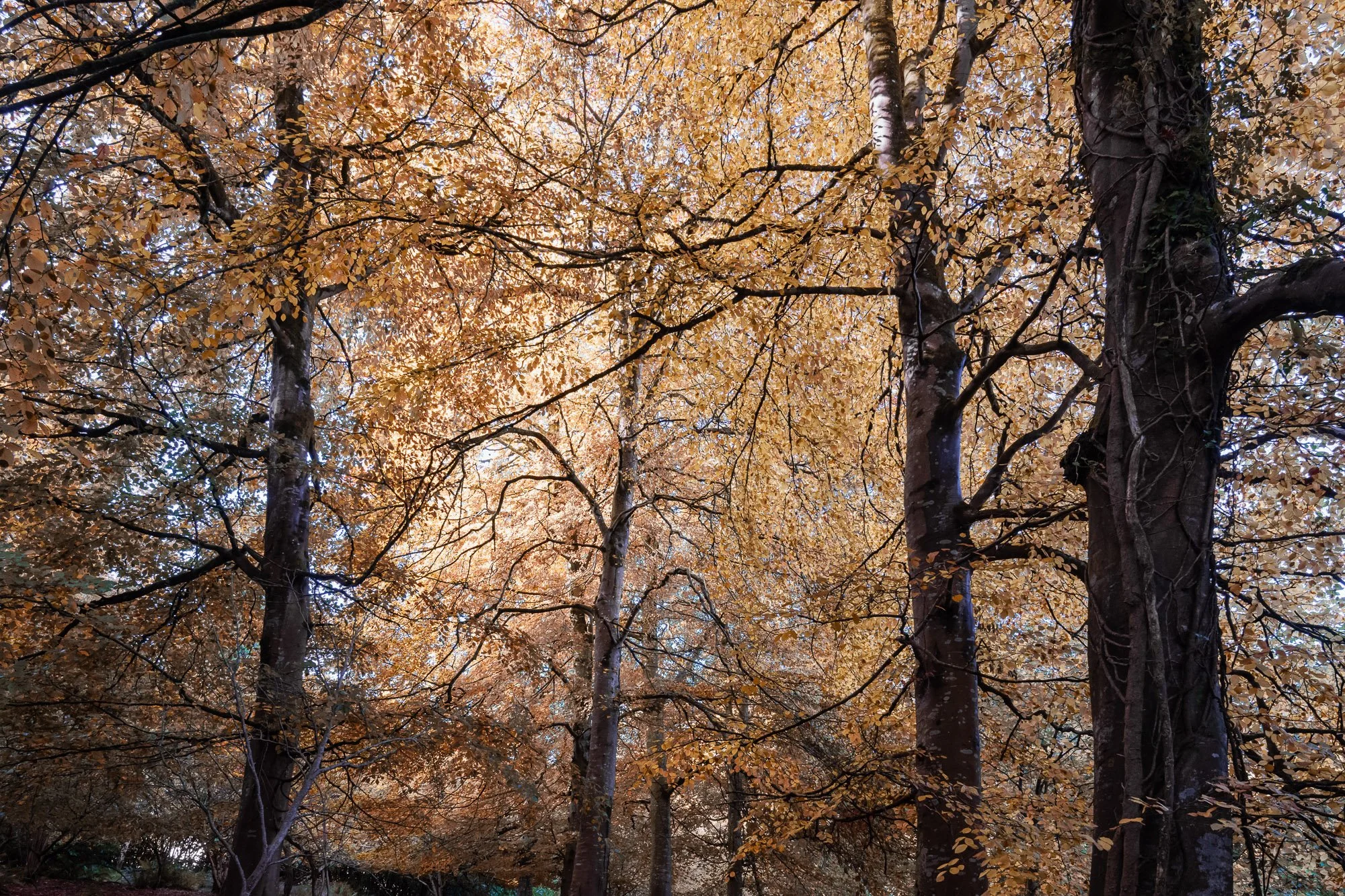 Teign Valley woods in the autumn-11.jpg