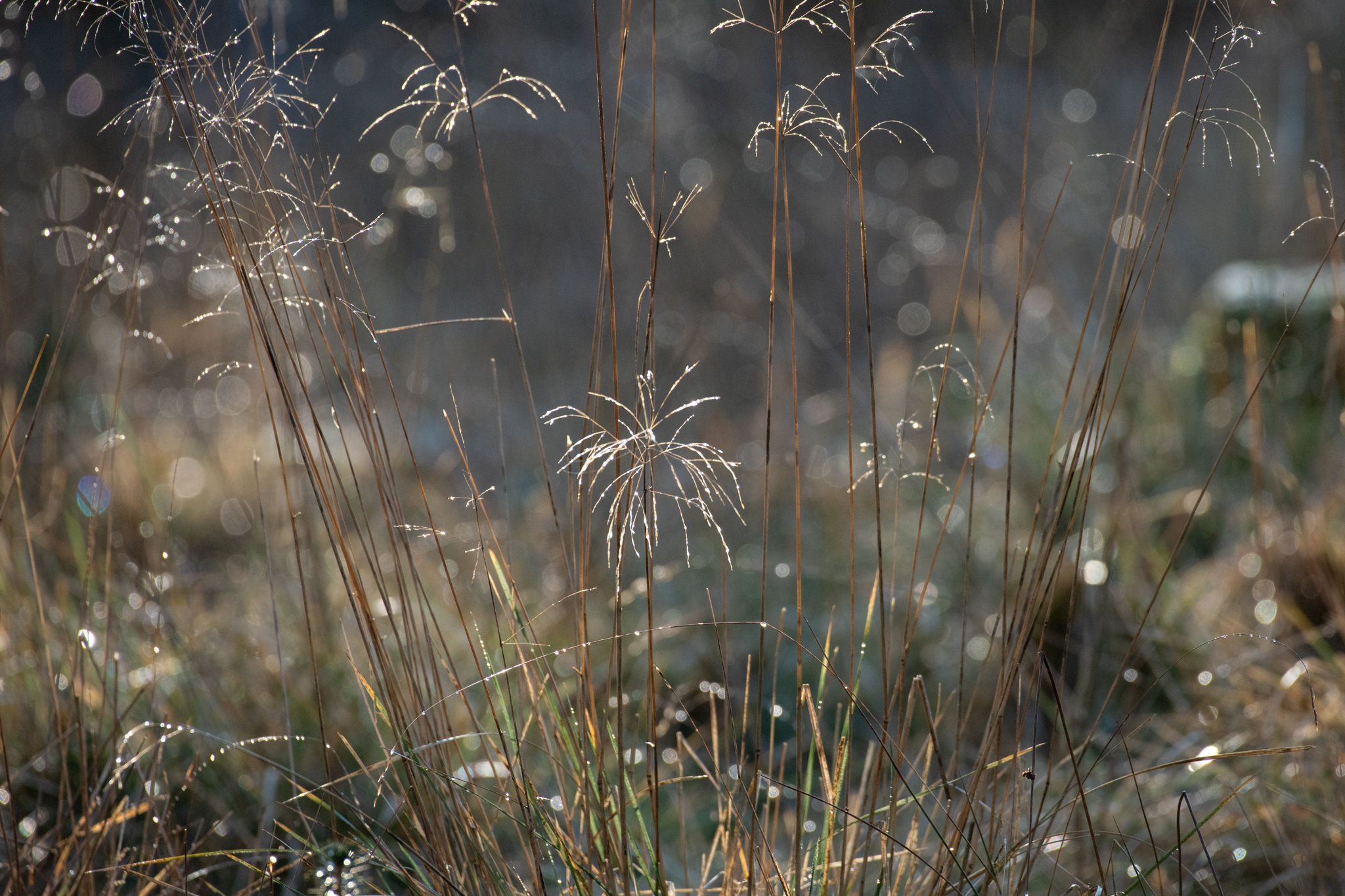 Grasses in the sunlight-4.jpg