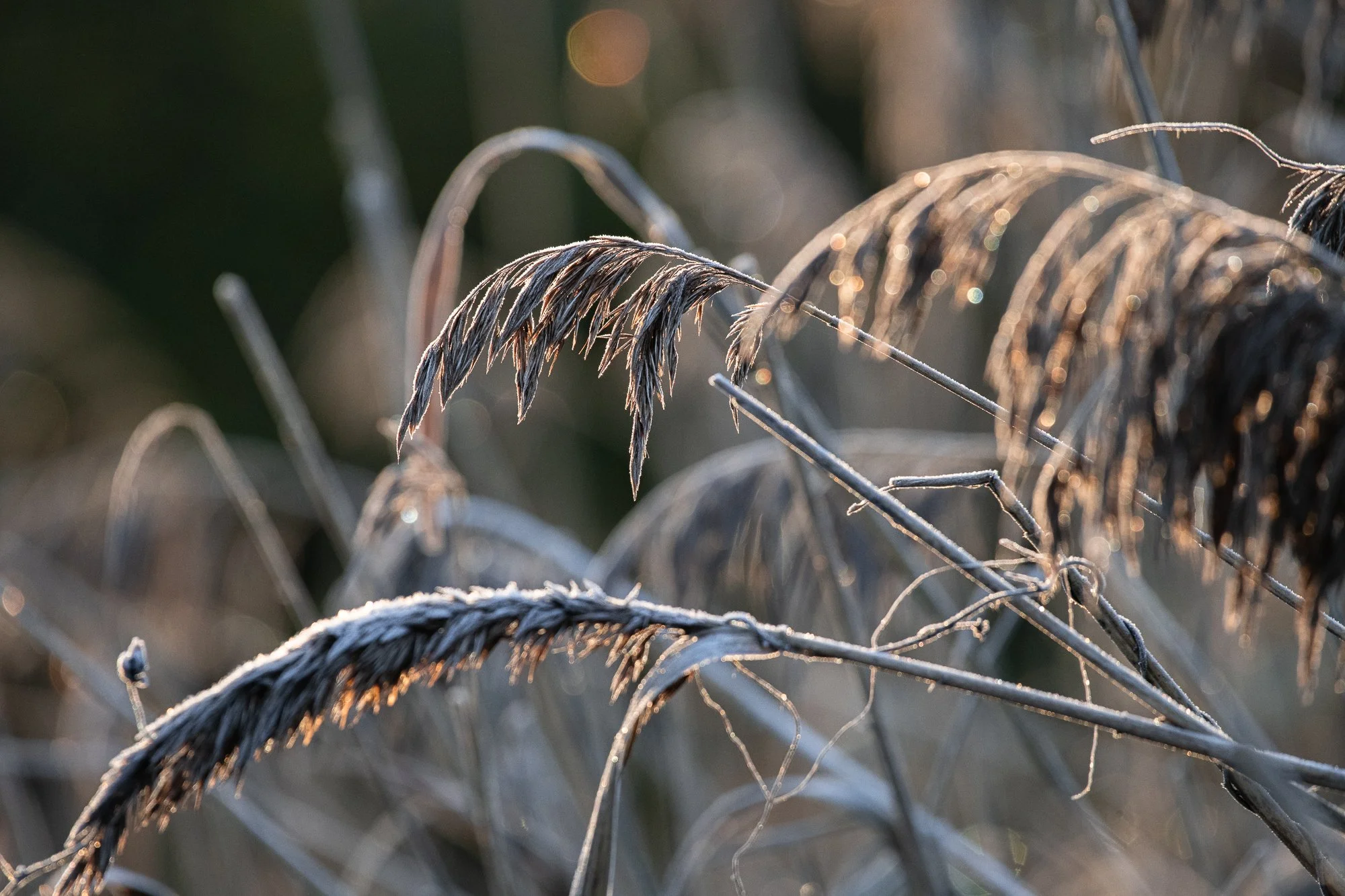 Winter reeds Bokeh-1.jpg