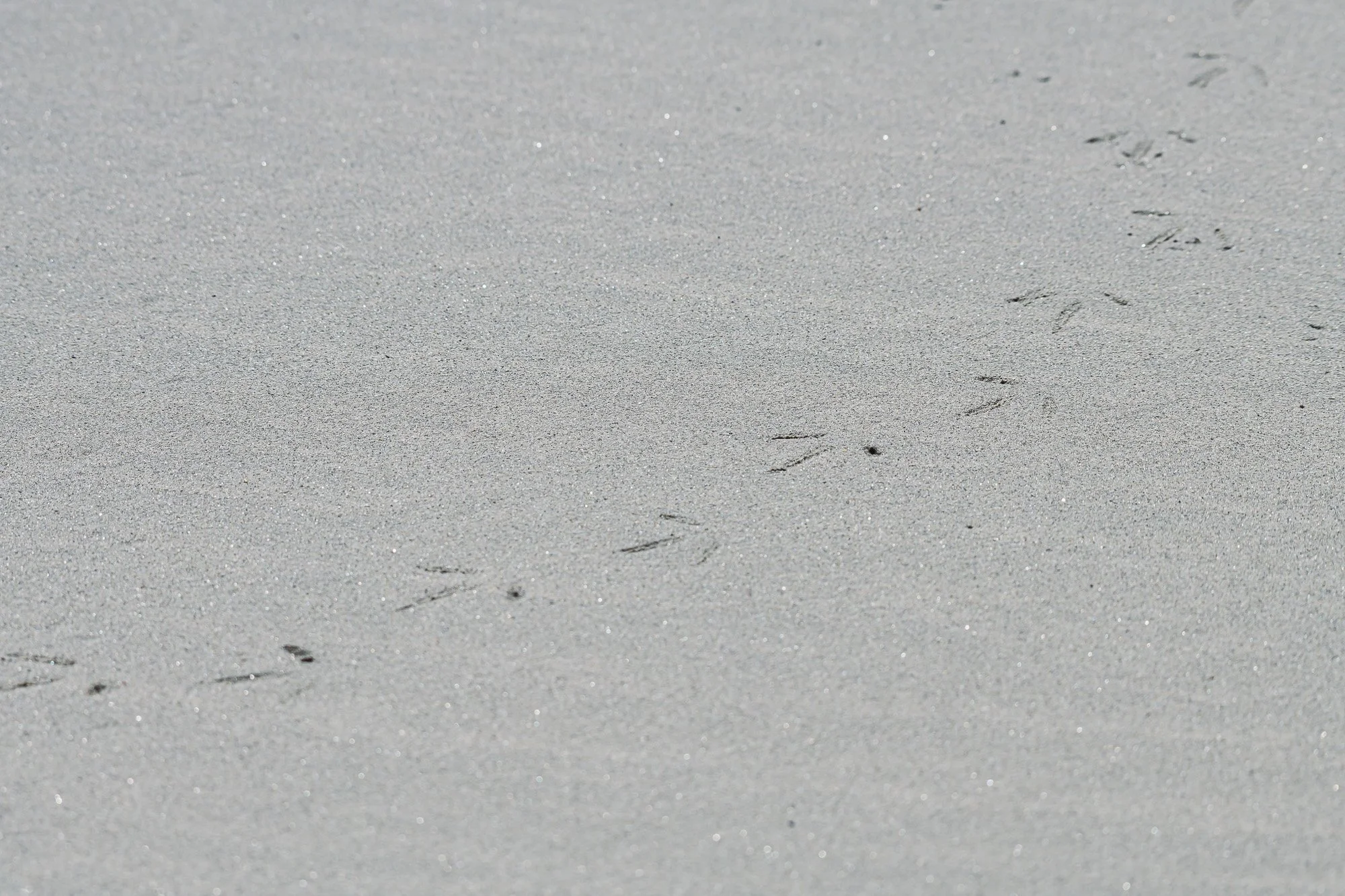 Footprints in the sand-1.jpg