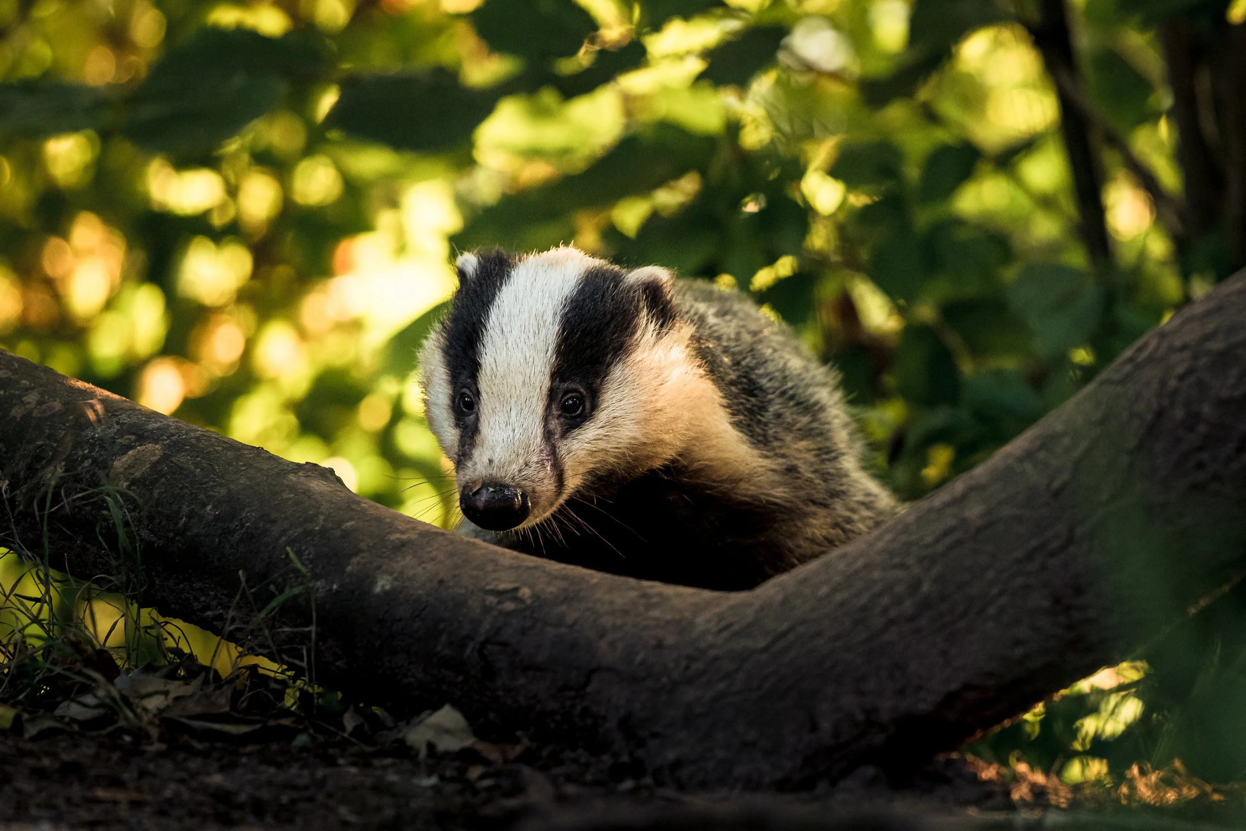 The badger, 2018