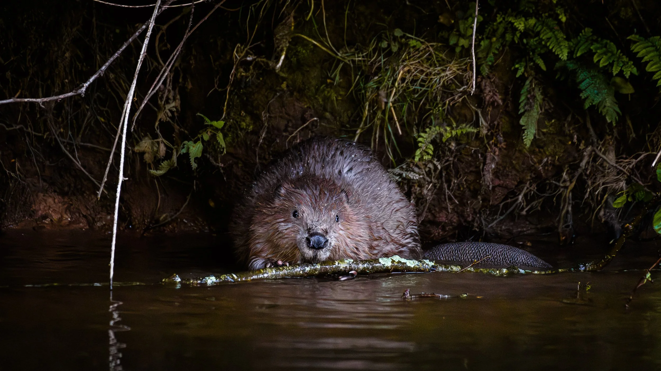 2024-06-07 - Beaver-1.jpg