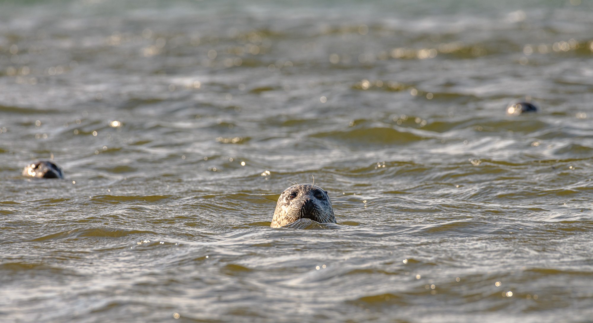Seals-3.jpg