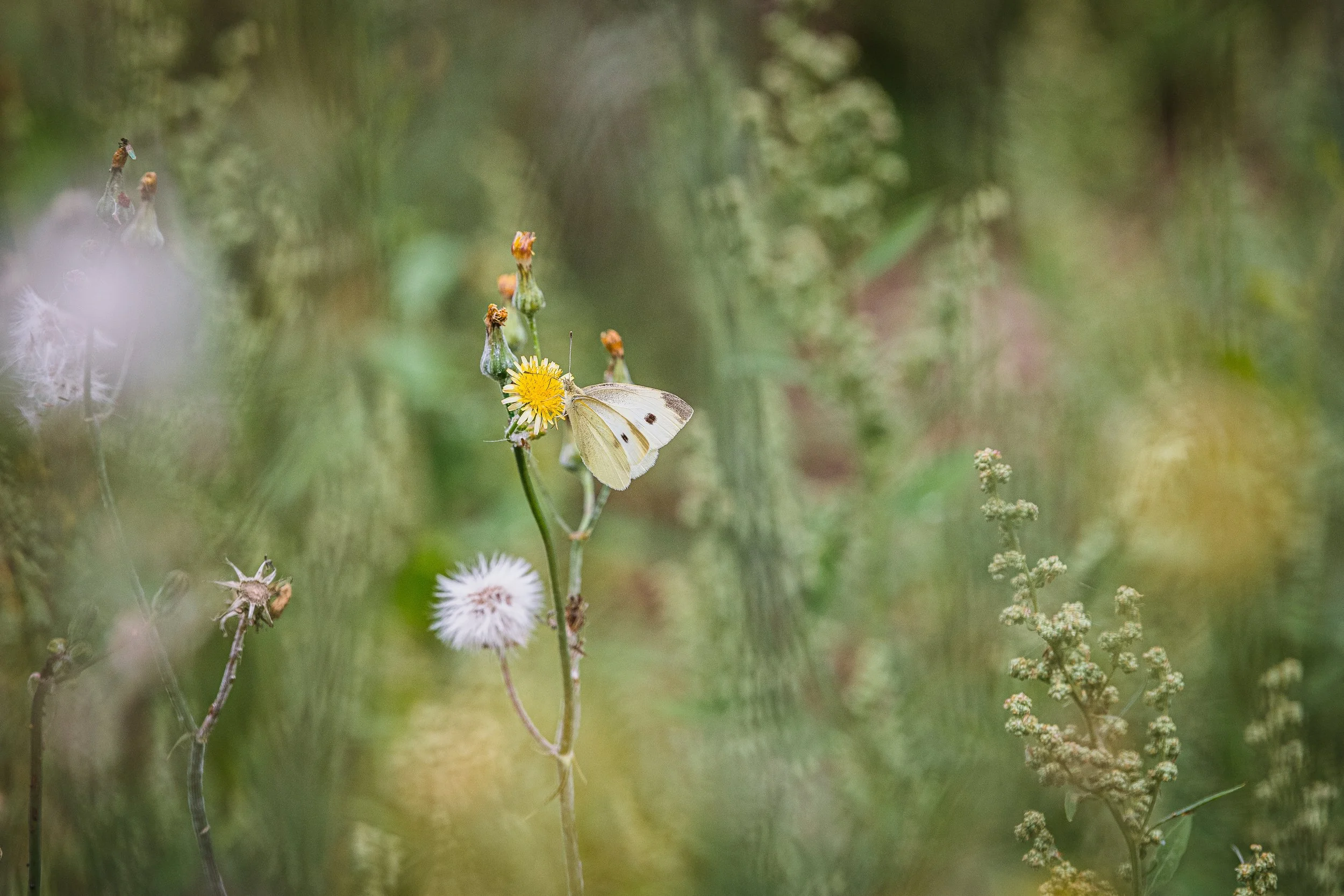 Jeanette and the walled garden-11.jpg
