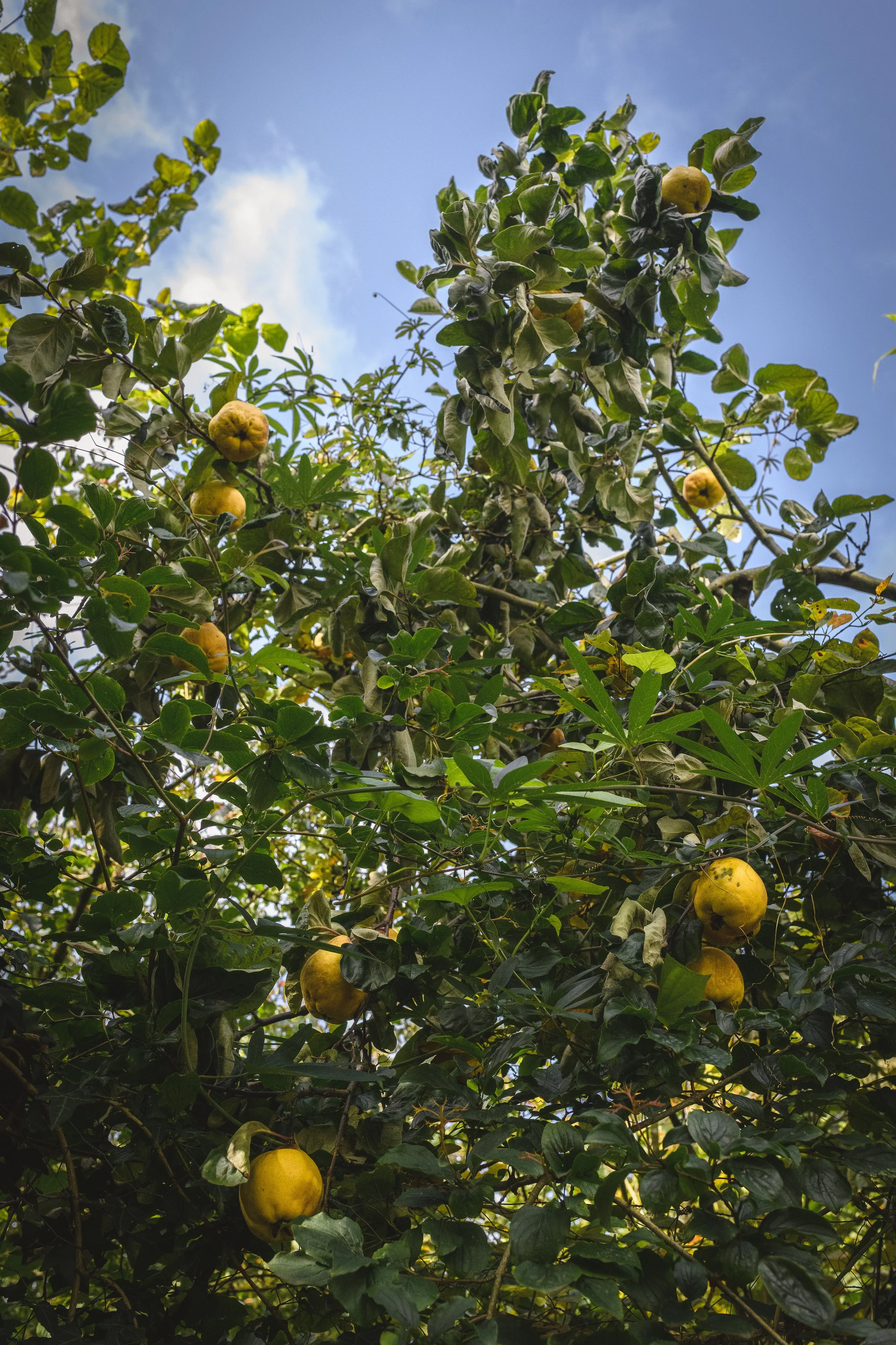 Cliff snf his garden-3.jpg
