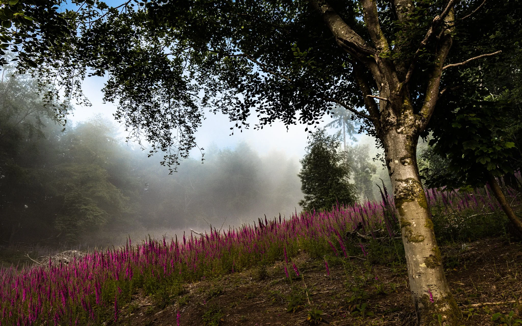  Foxglove valley-2.jpg