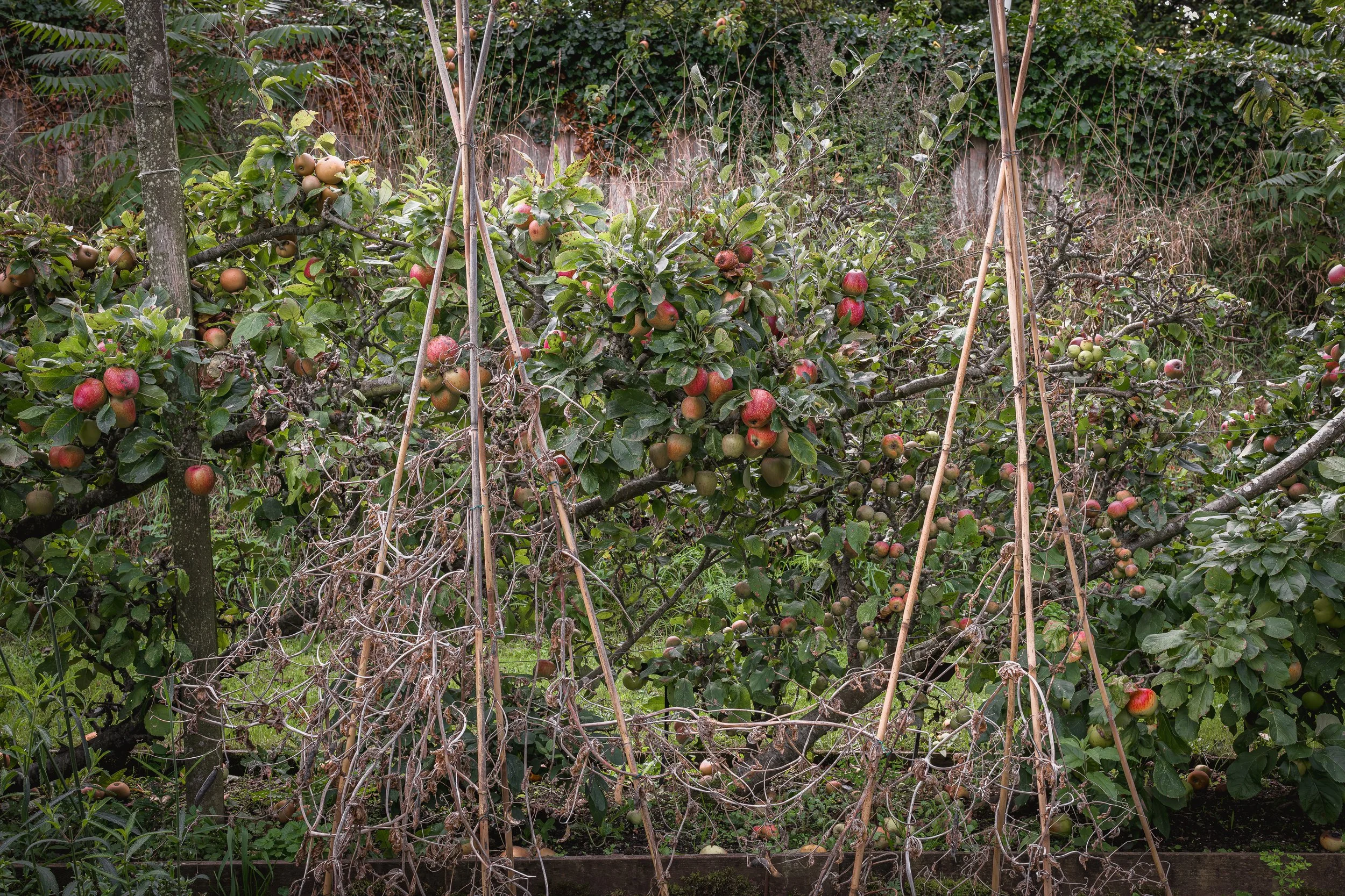 Cliff snf his garden-11.jpg