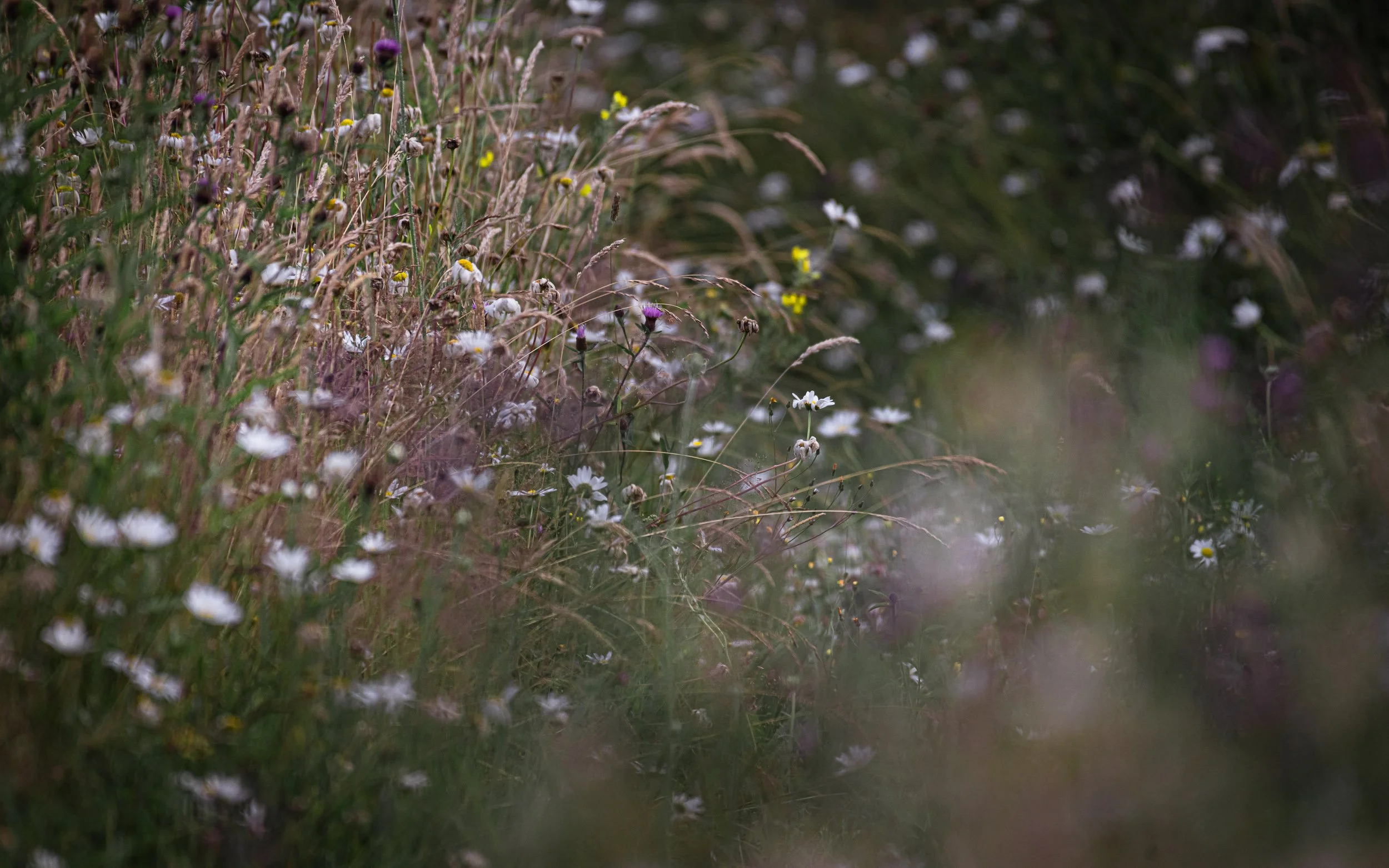 A welsh meadow-5.jpg