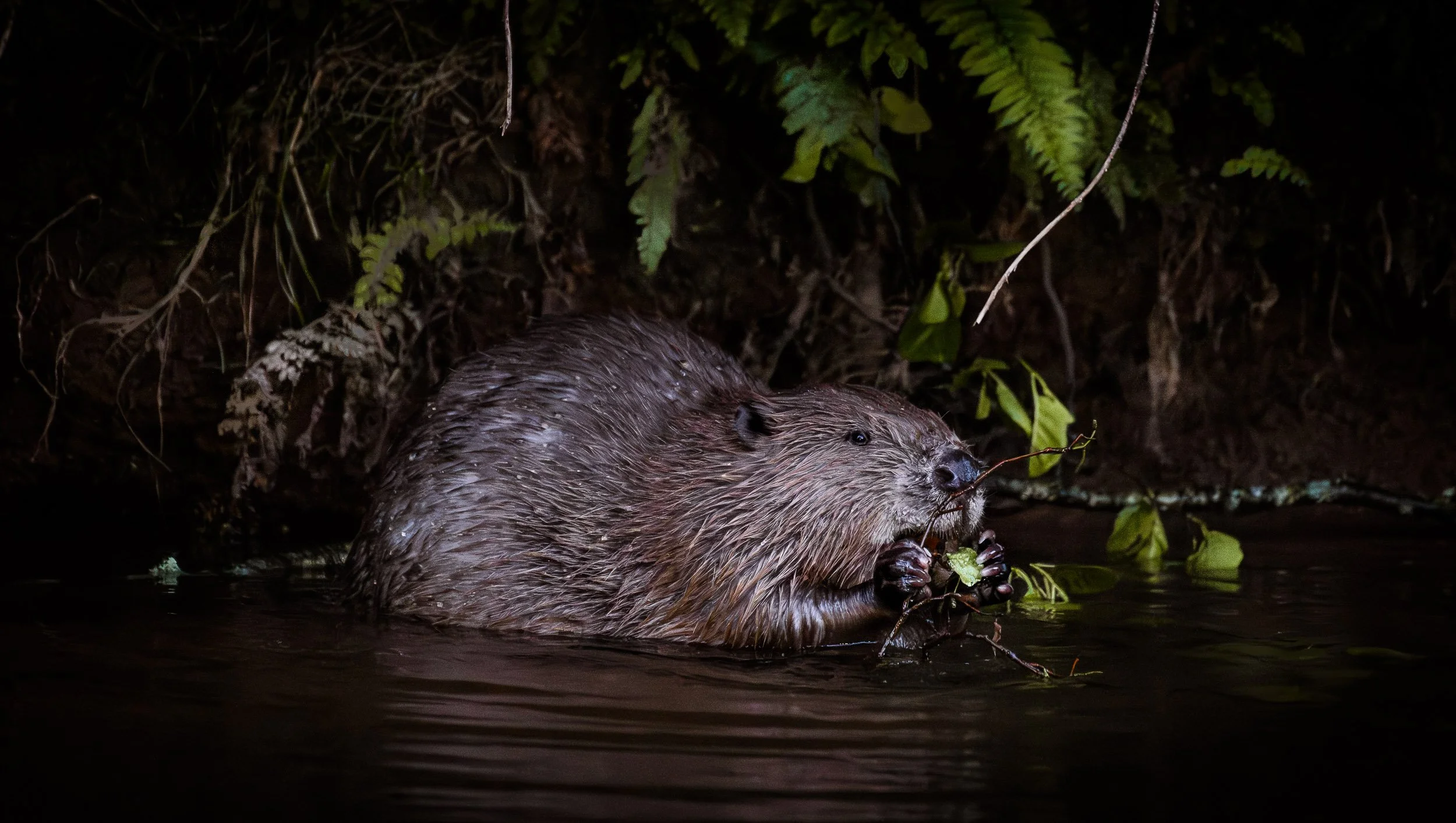 2024-06-07 - Beaver 5-1.jpg