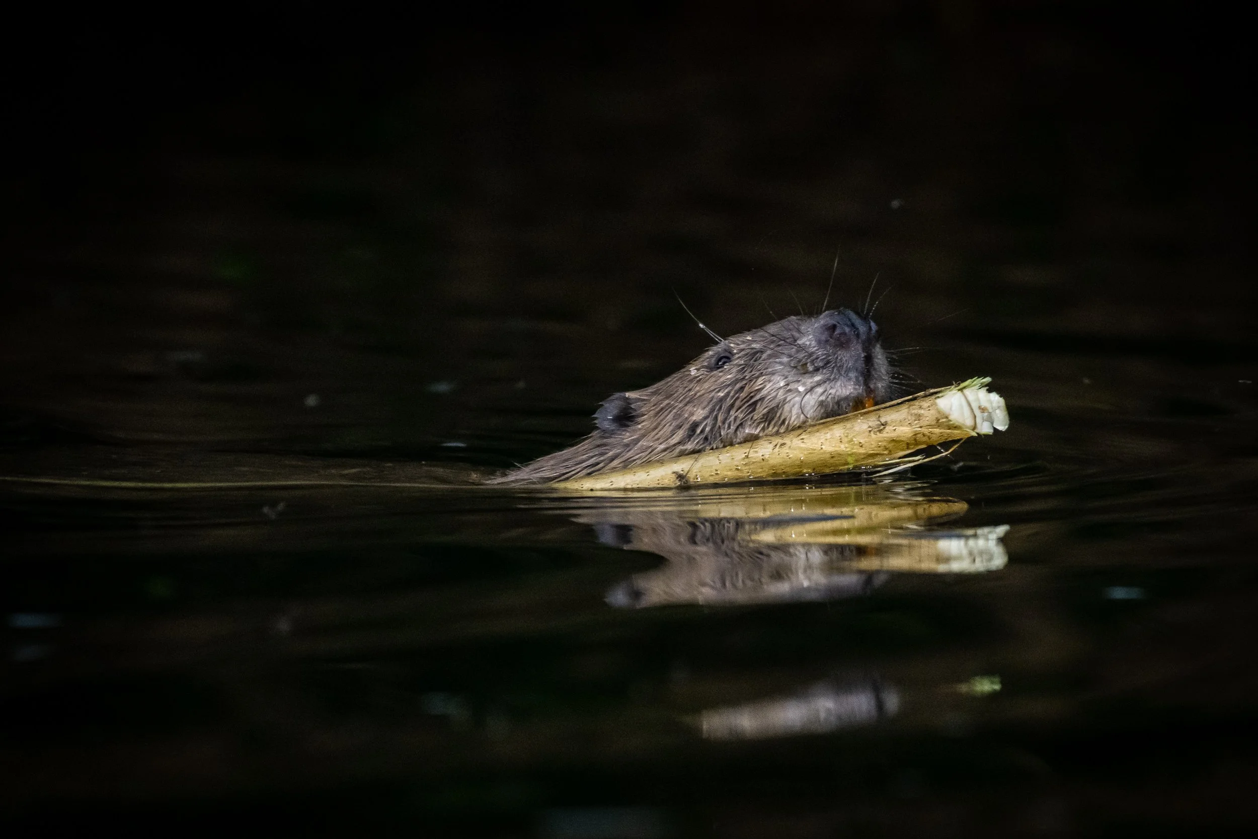 Gathering in supplies. The beaver, 2024