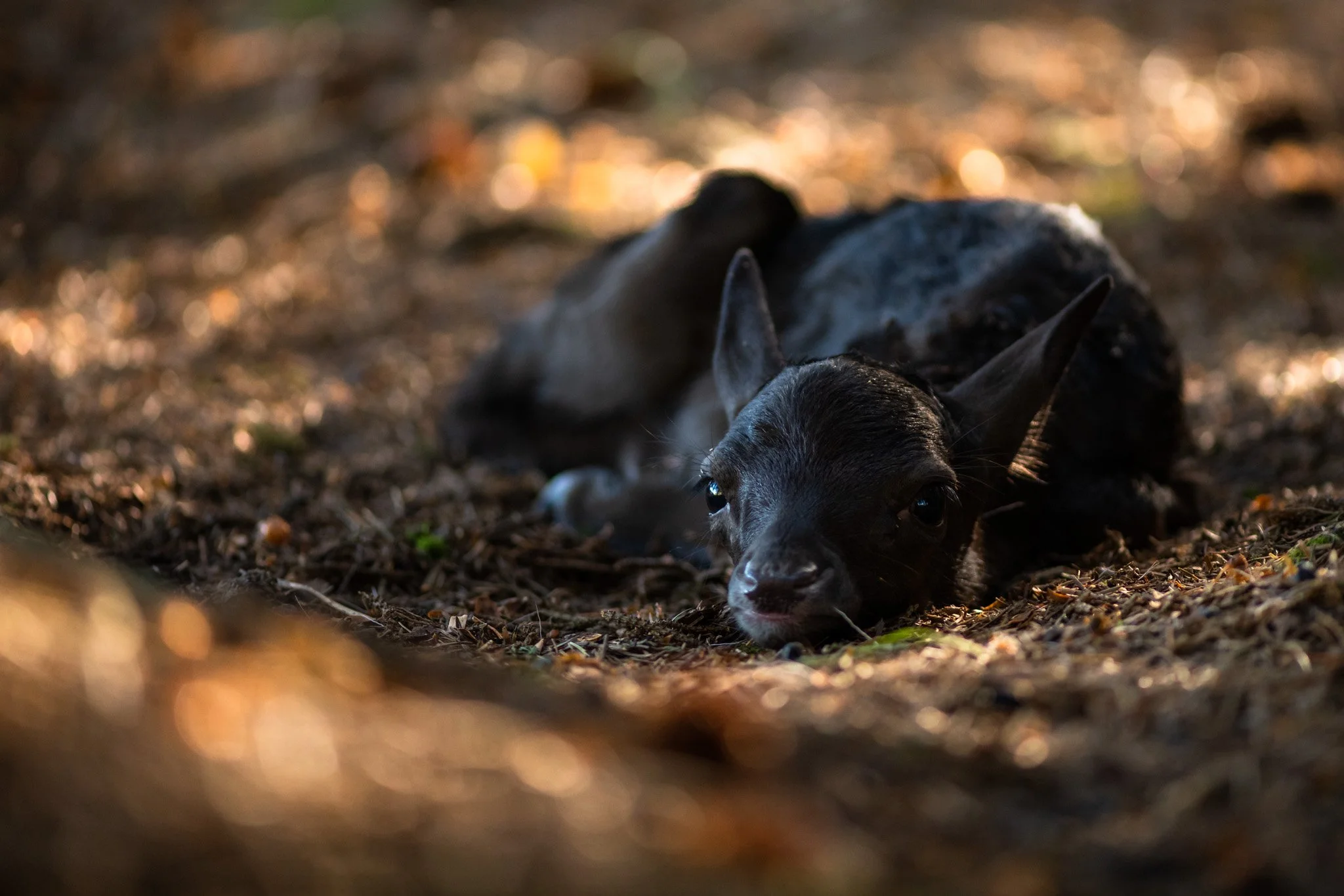 The Fawn in a pool of light-9178.jpg