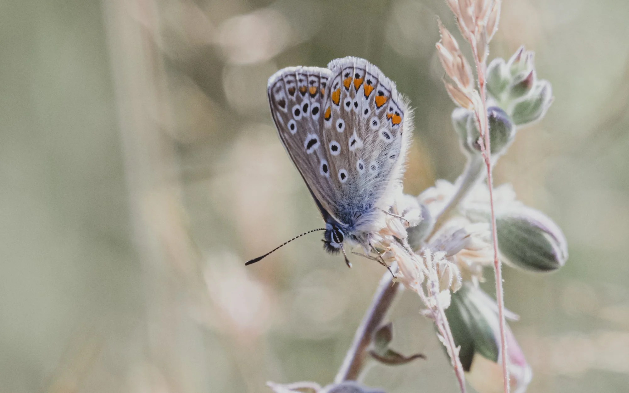 The common blue butterfly-4.jpg