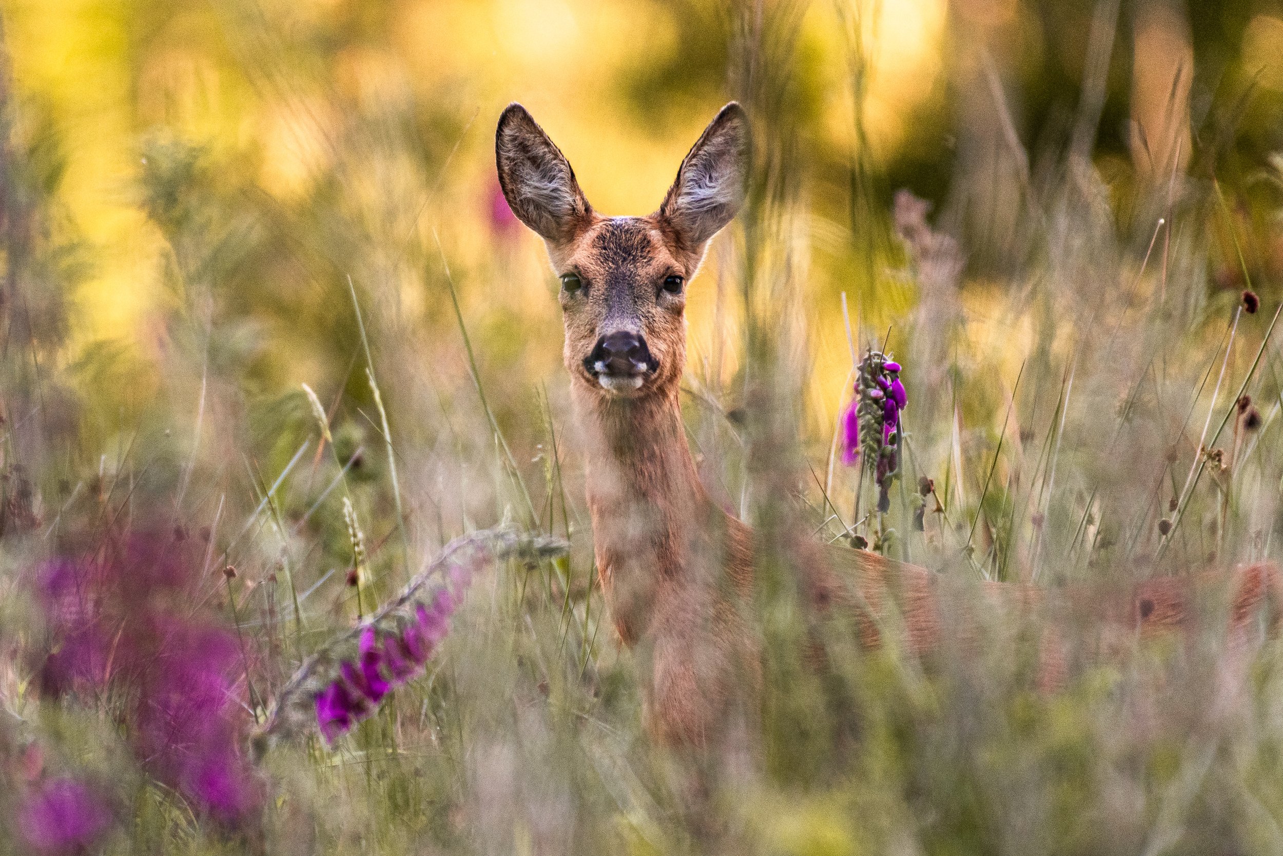 Being watched - the roe deer, 2020