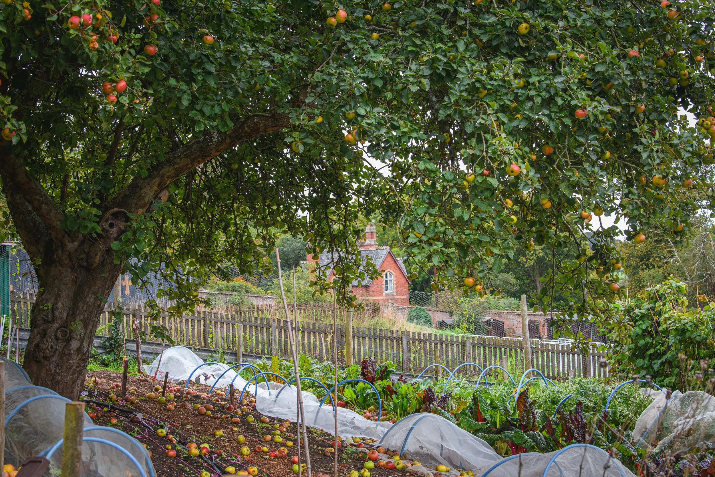 Jeanette and the walled garden-20.jpg