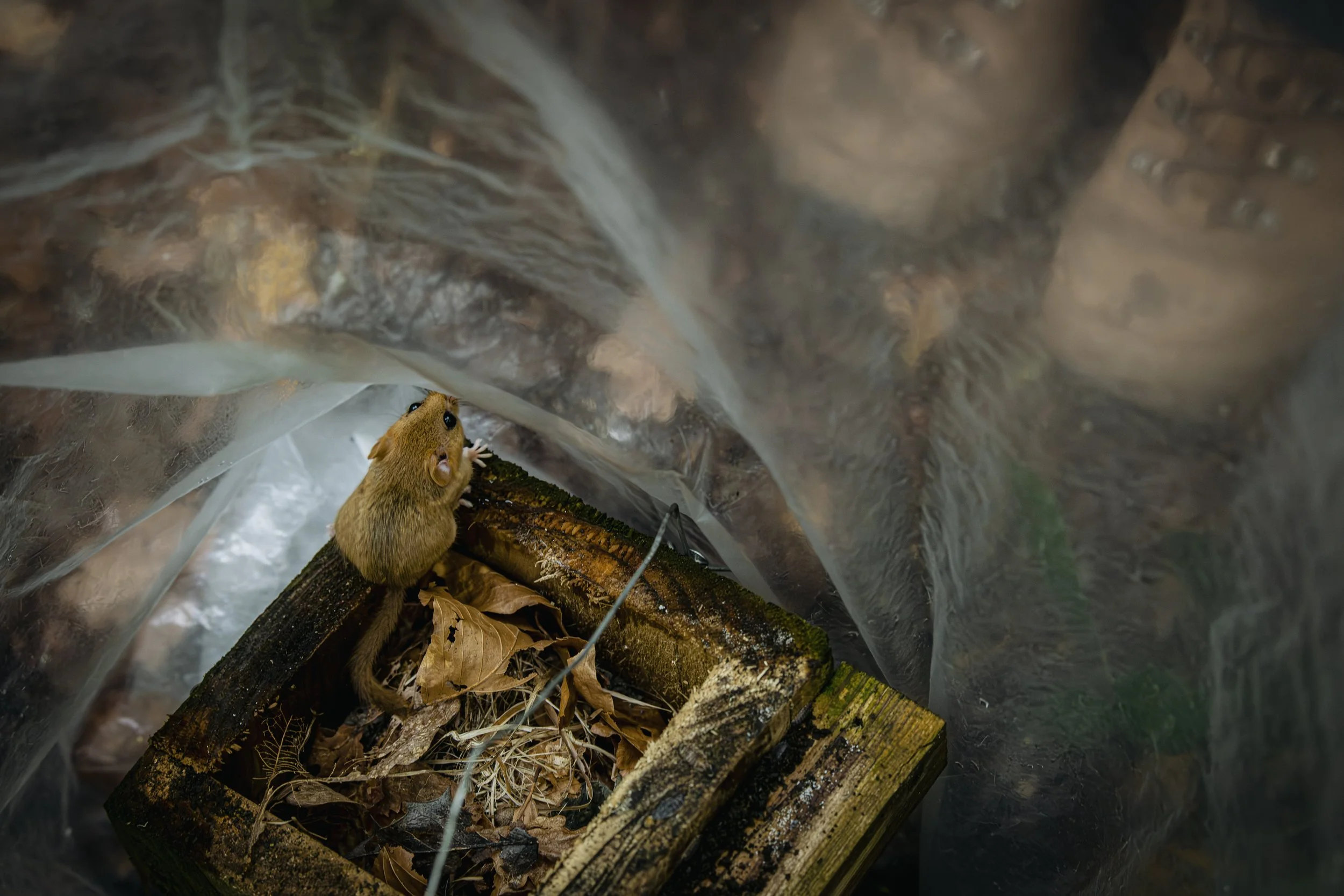 The dormouse survey, Dartmoor, Devon, 2025