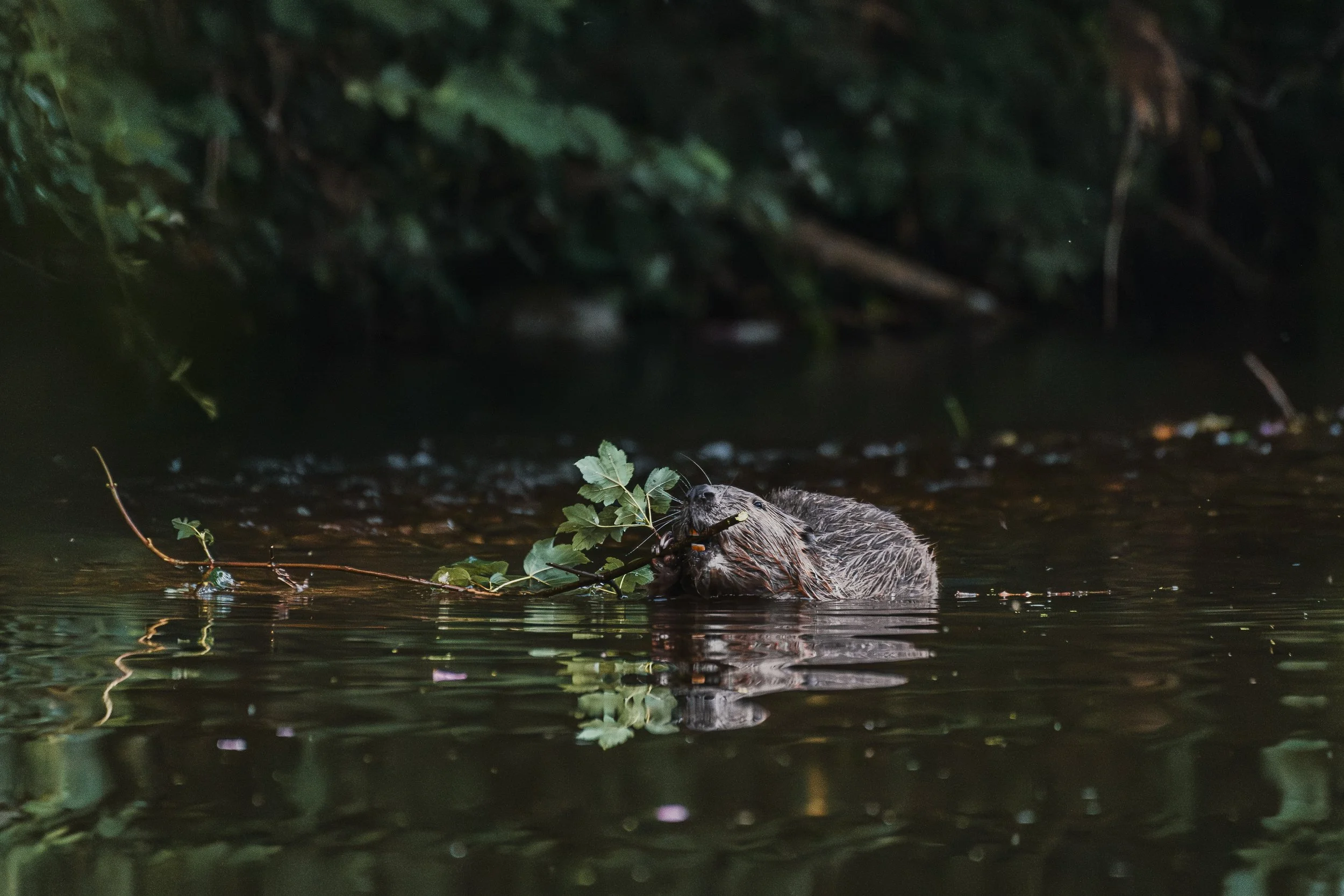 Environmental engineering in action. Beaver on the River Otter, Devon, 2025