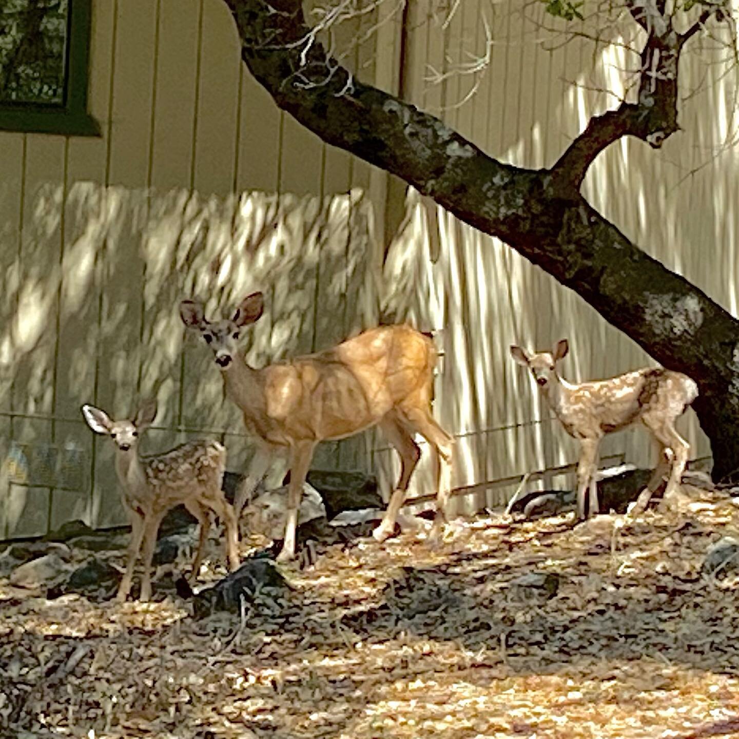 Not statues! Momma and some Bambi&rsquo;s outside @4bearschalet this morning while we had our morning cup of coffee. I couldn&rsquo;t explain it any better of how peaceful this area of #pinemountainlake is. They didn&rsquo;t seem to mind the #photoop