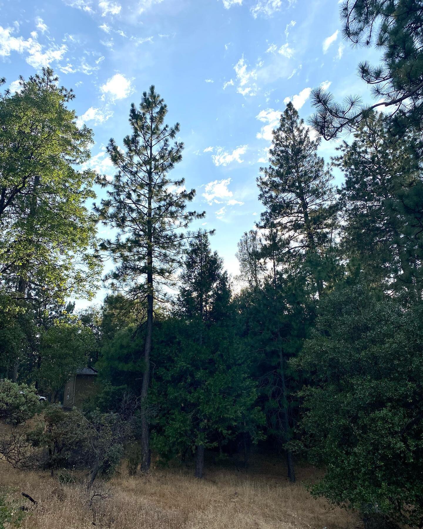Heading out for an evening hike in @pinemountainlake. So beautiful out here! #hiking #hikecalifornia #grovelandcalifornia #naturestreadmill #freshair #pinetrees